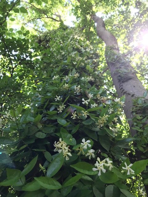 ガーデン撮影では、自然光のジャスミンの花が好評です♪