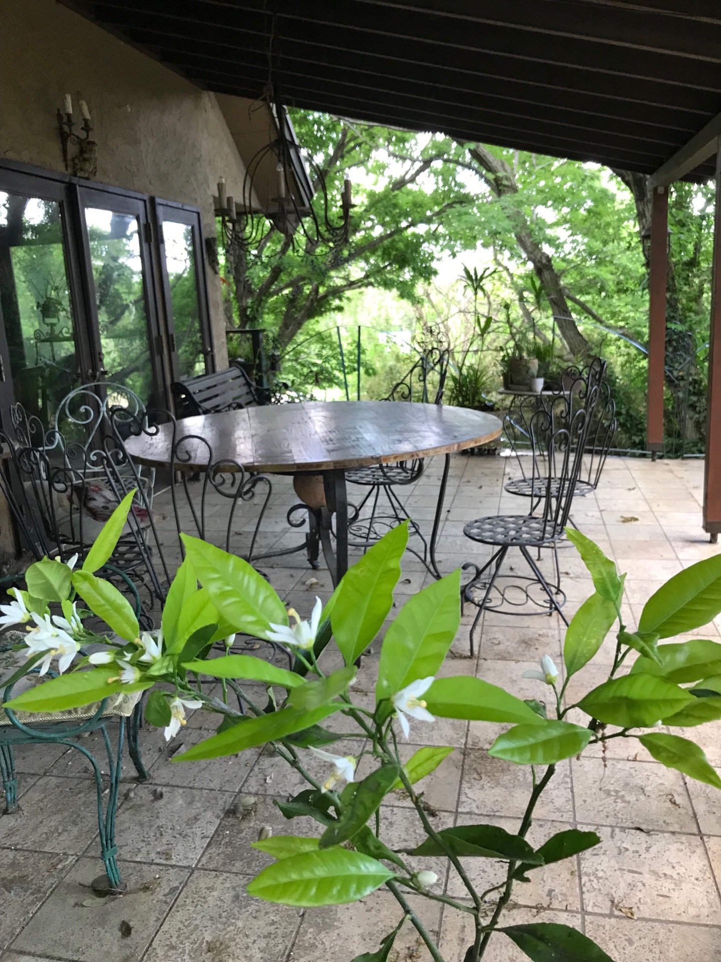 都内近郊でレモンの花が撮影できるハウススタジオ