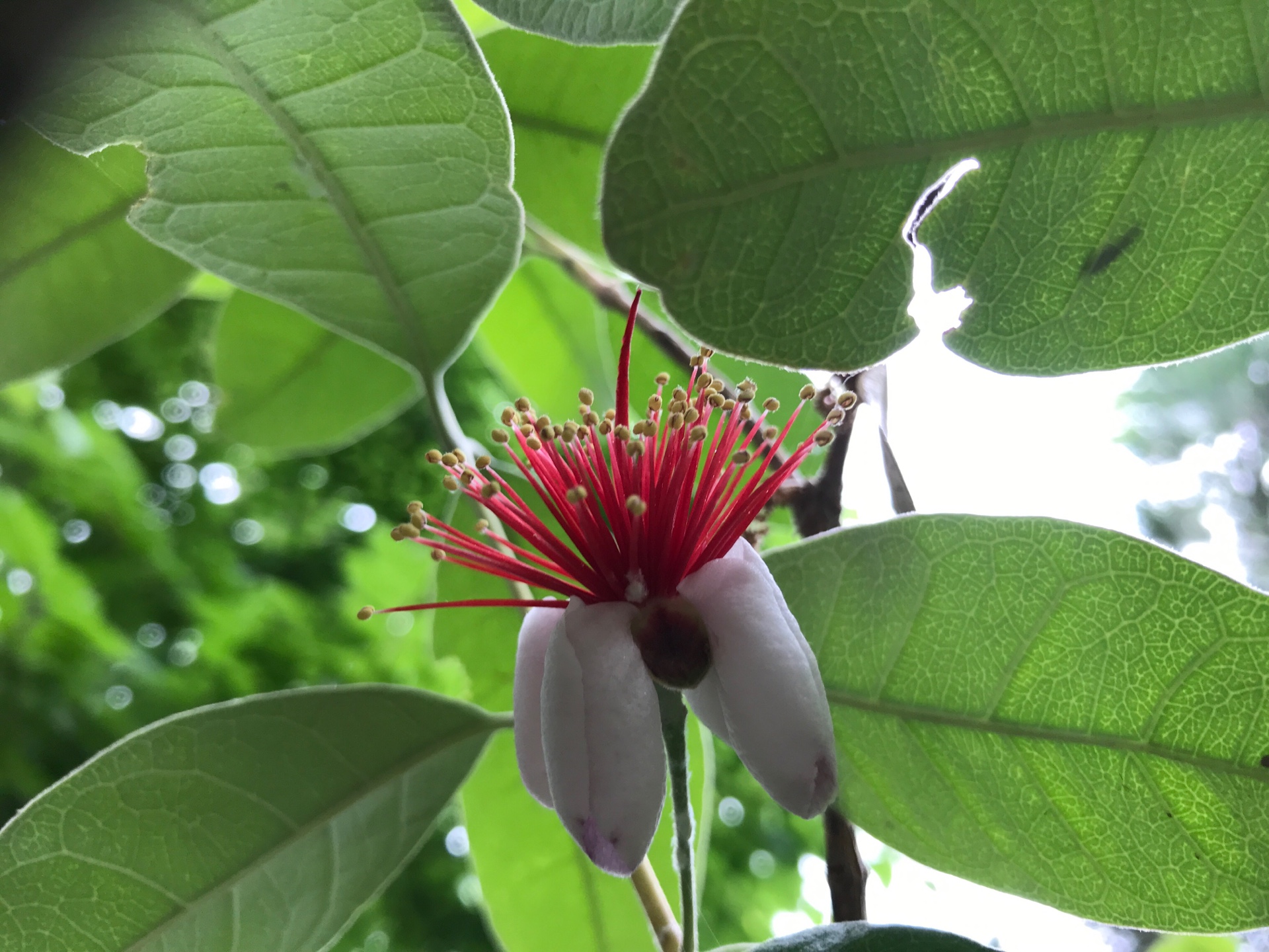 ロドレイアの花が咲きました