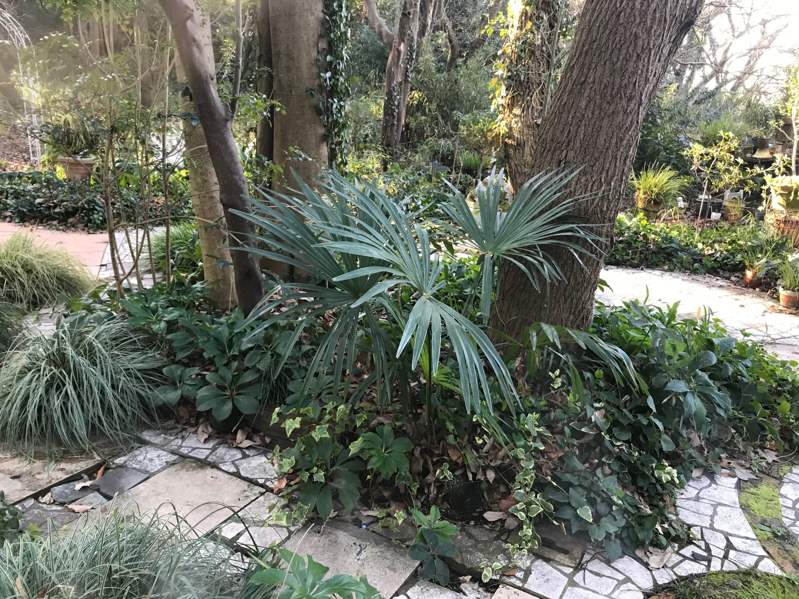 植物の力強い緑の撮影が好評なハウススタジオ