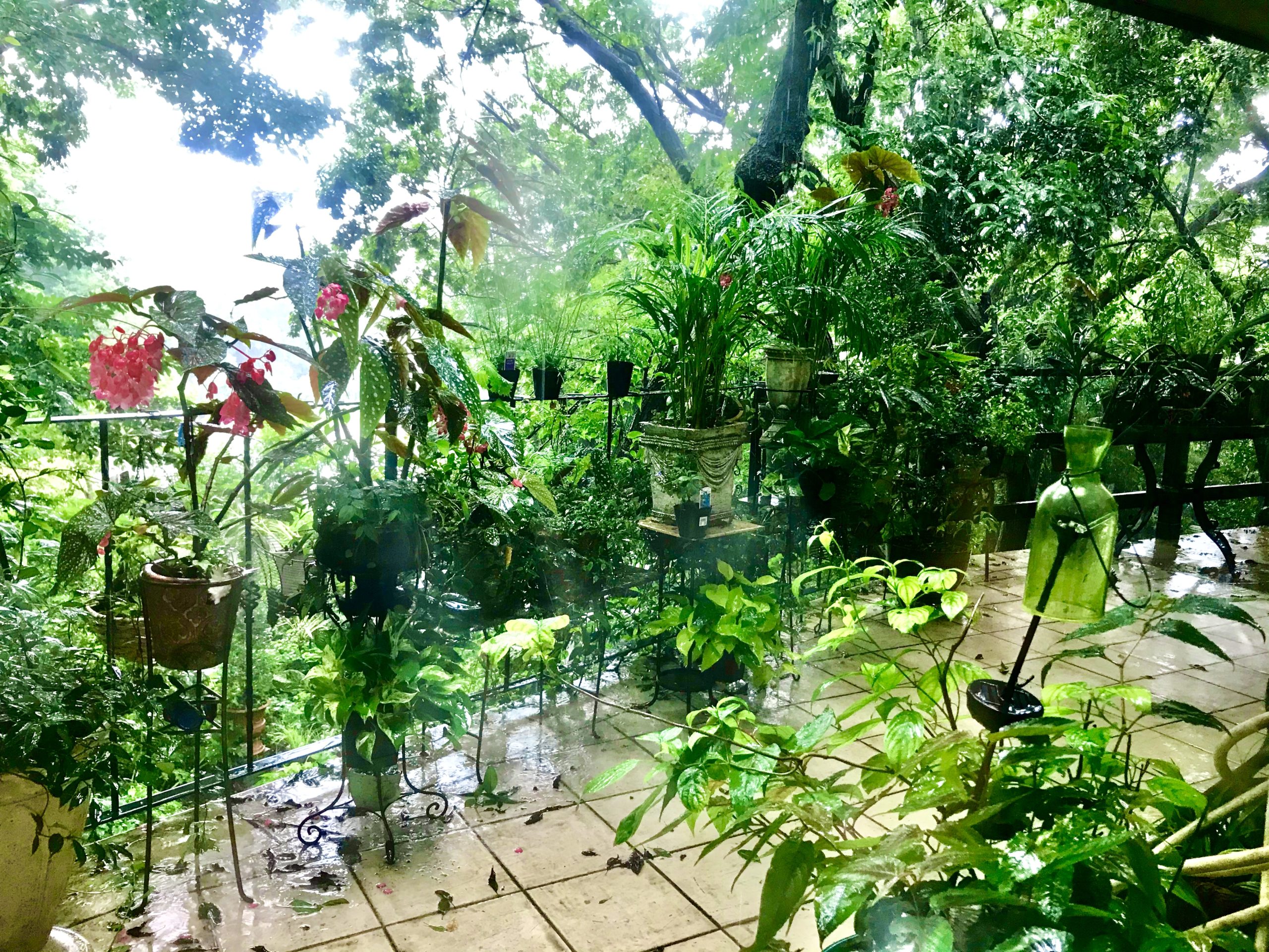 今日は大雨ですがバルコニーの花や葉っぱは輝いてます！