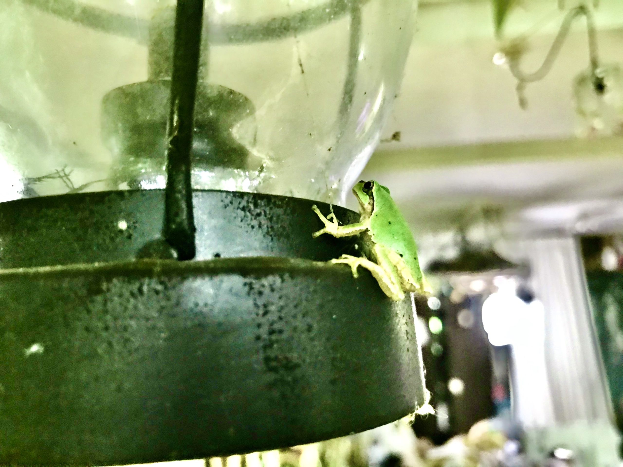 訪問者がスタジオの蚊や虫を駆除してくれます。