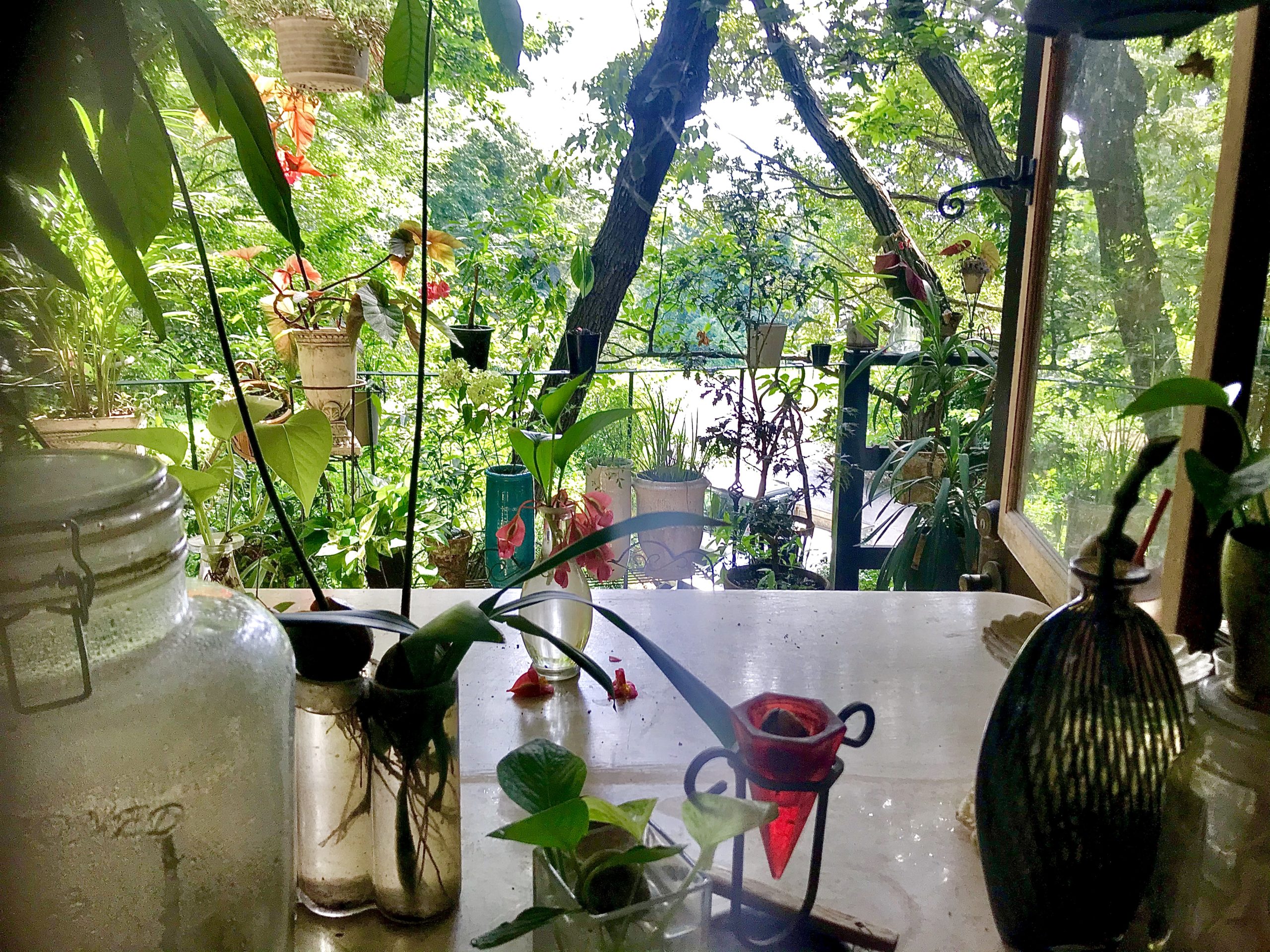 キッチンからの風景