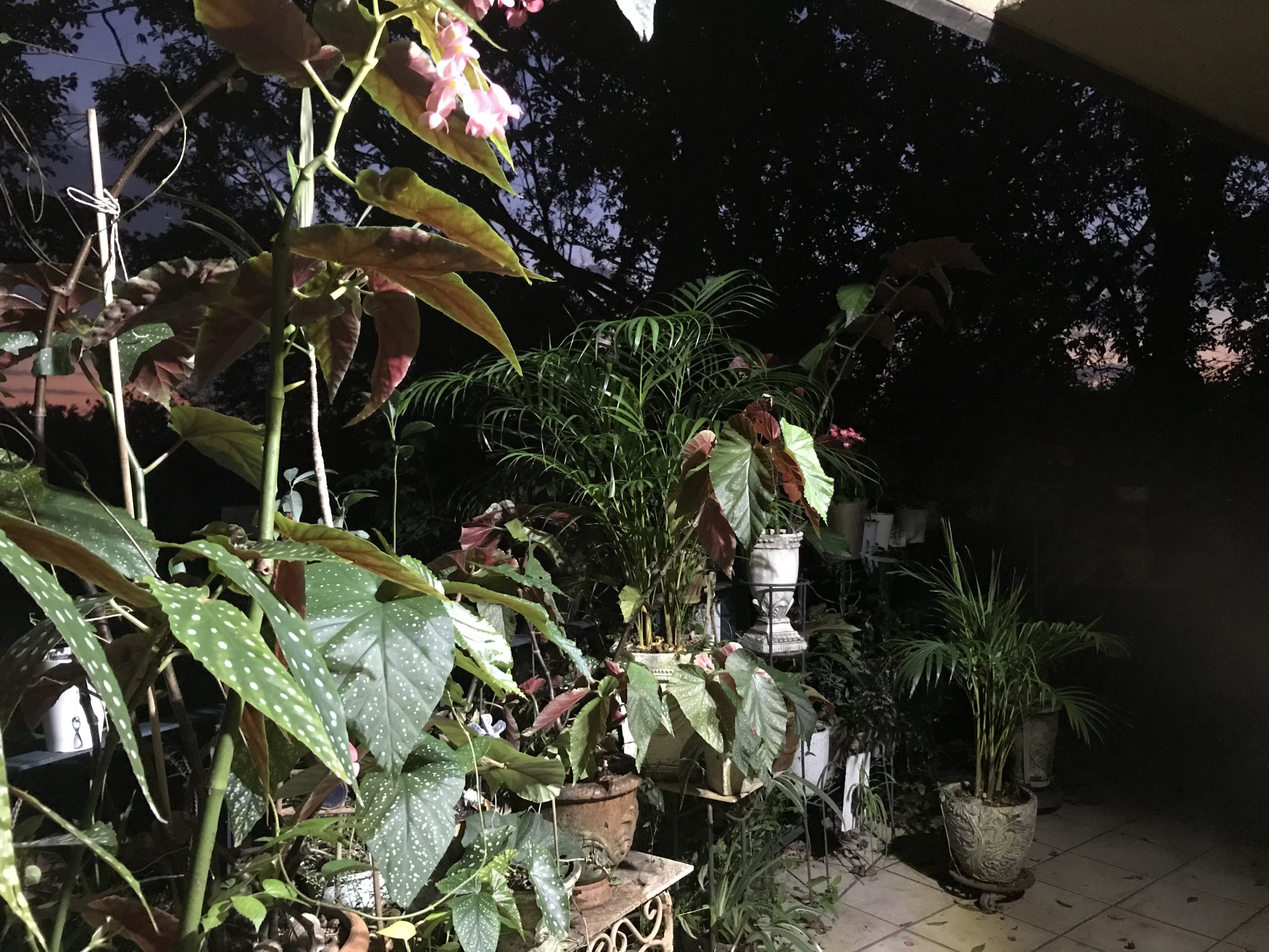 夕焼けのバルコニーに花が咲いてます。