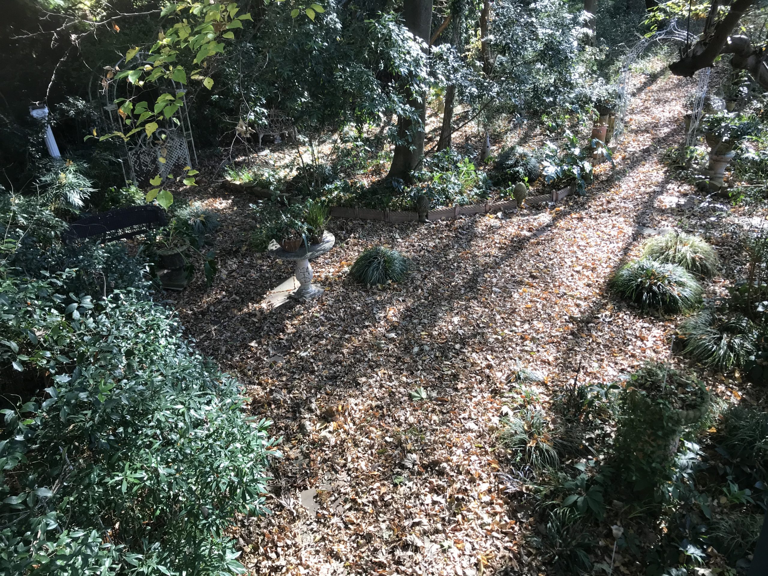 落ち葉を残してみました。