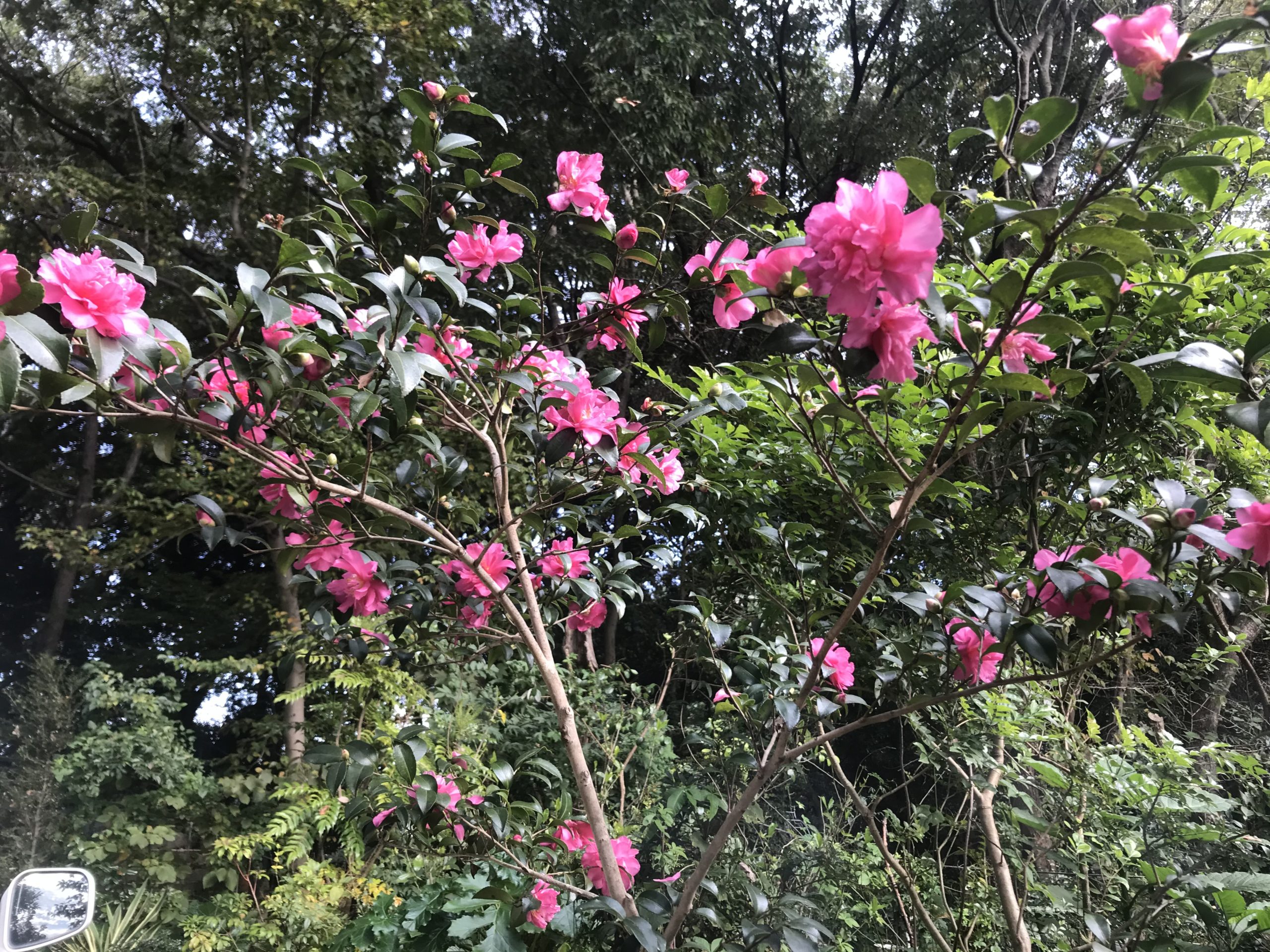 サザンカがたくさん咲いてます。