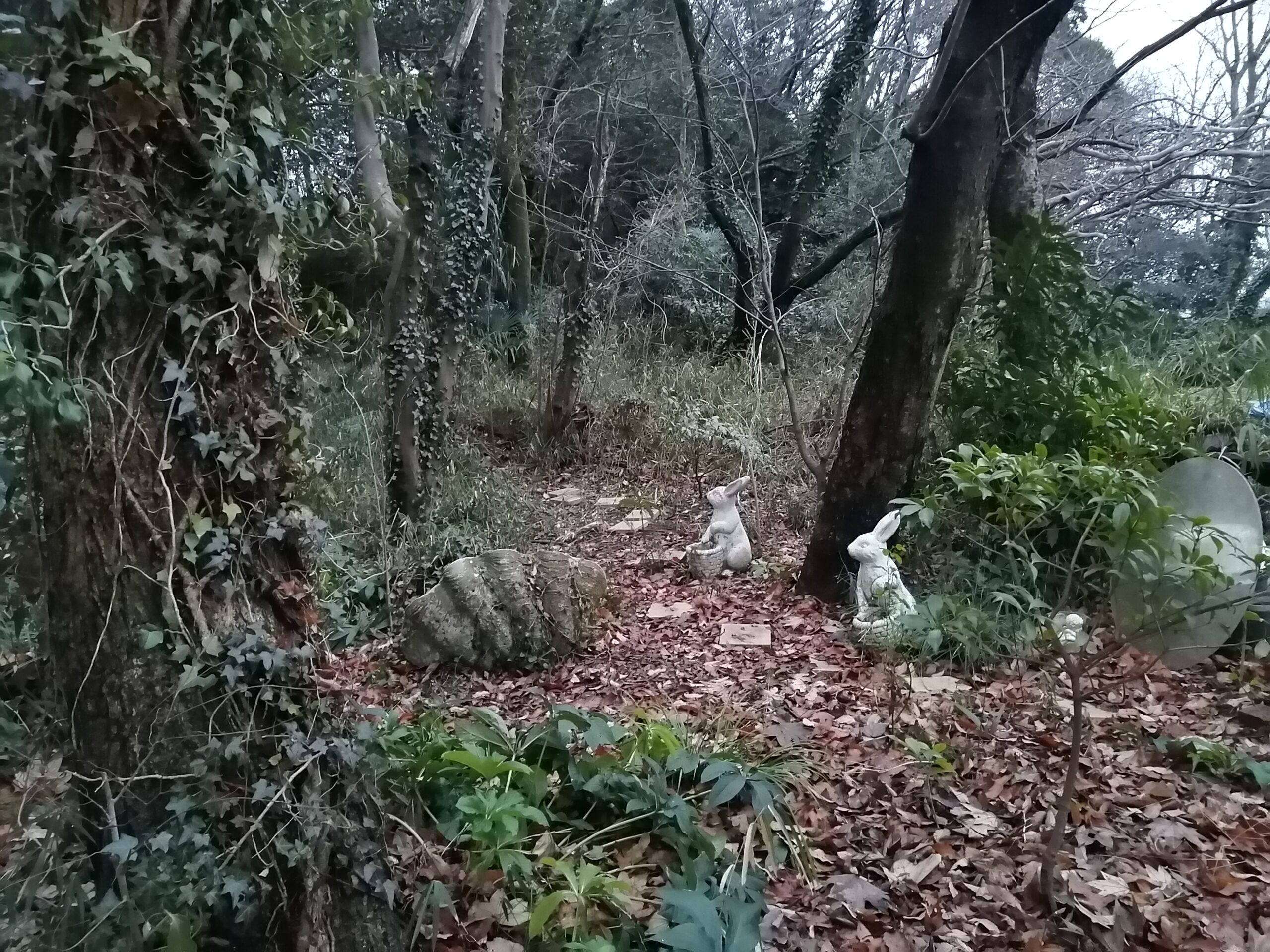 森の中には野ウサギもいます。