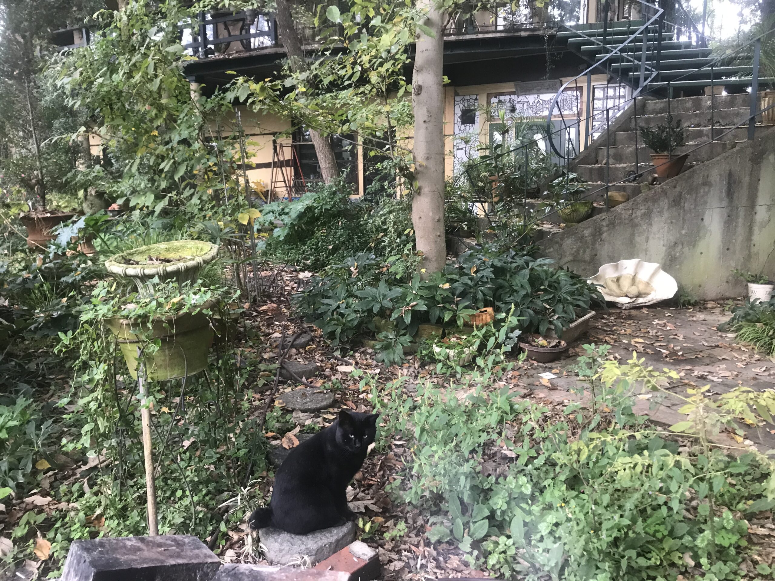 森の中のスタジオに黒猫の訪問
