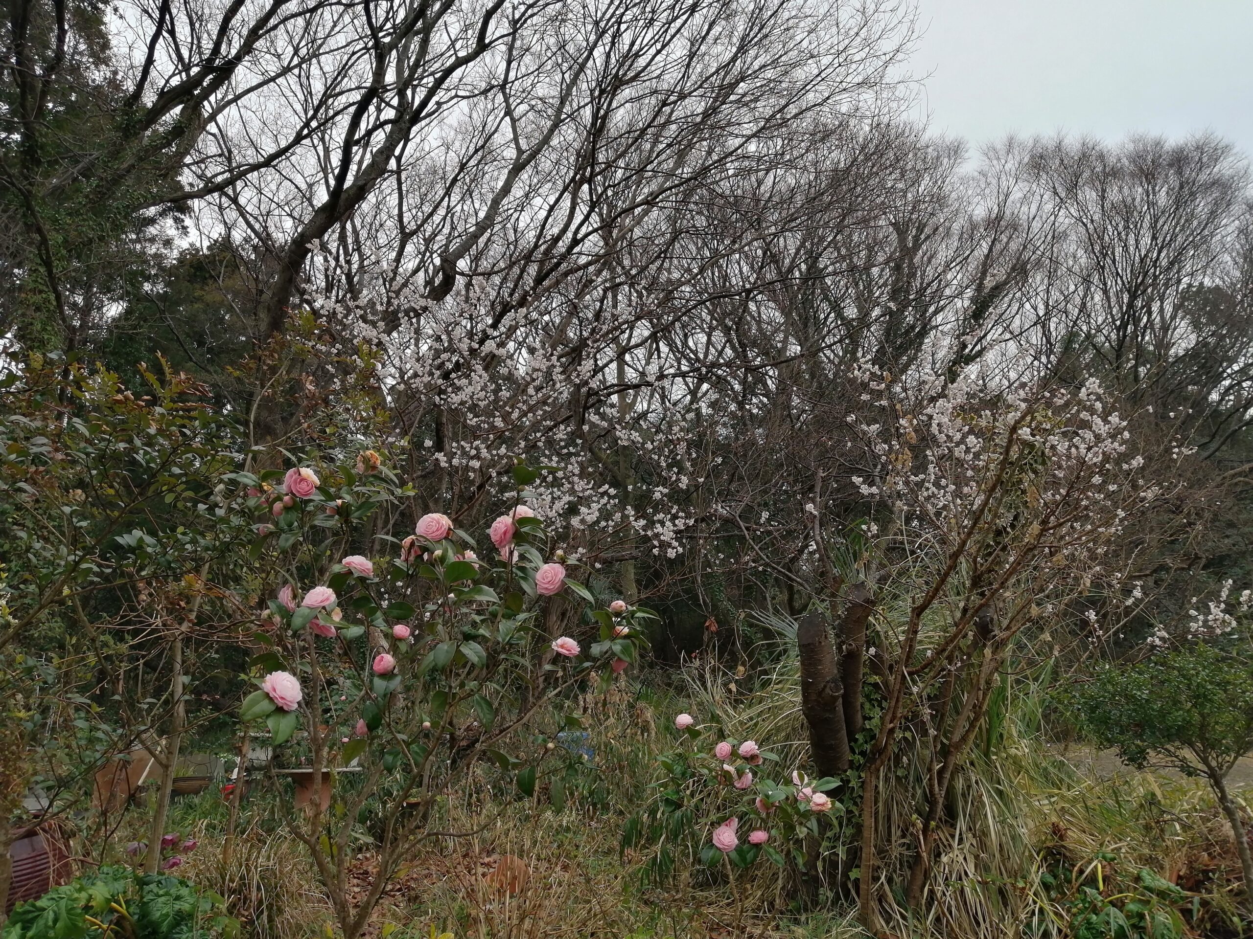 桜と椿が咲き始めました。