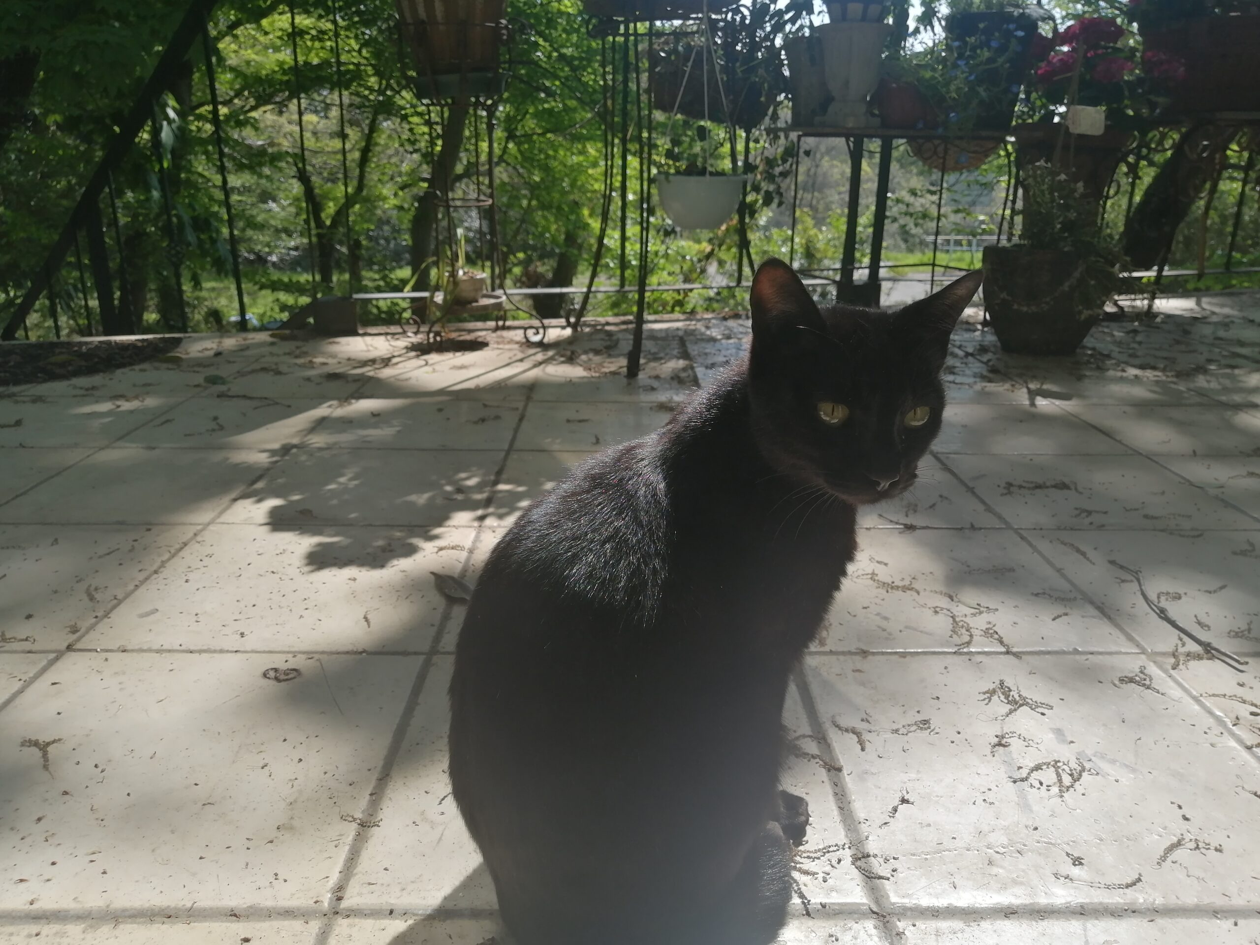 黒猫のタバサです。