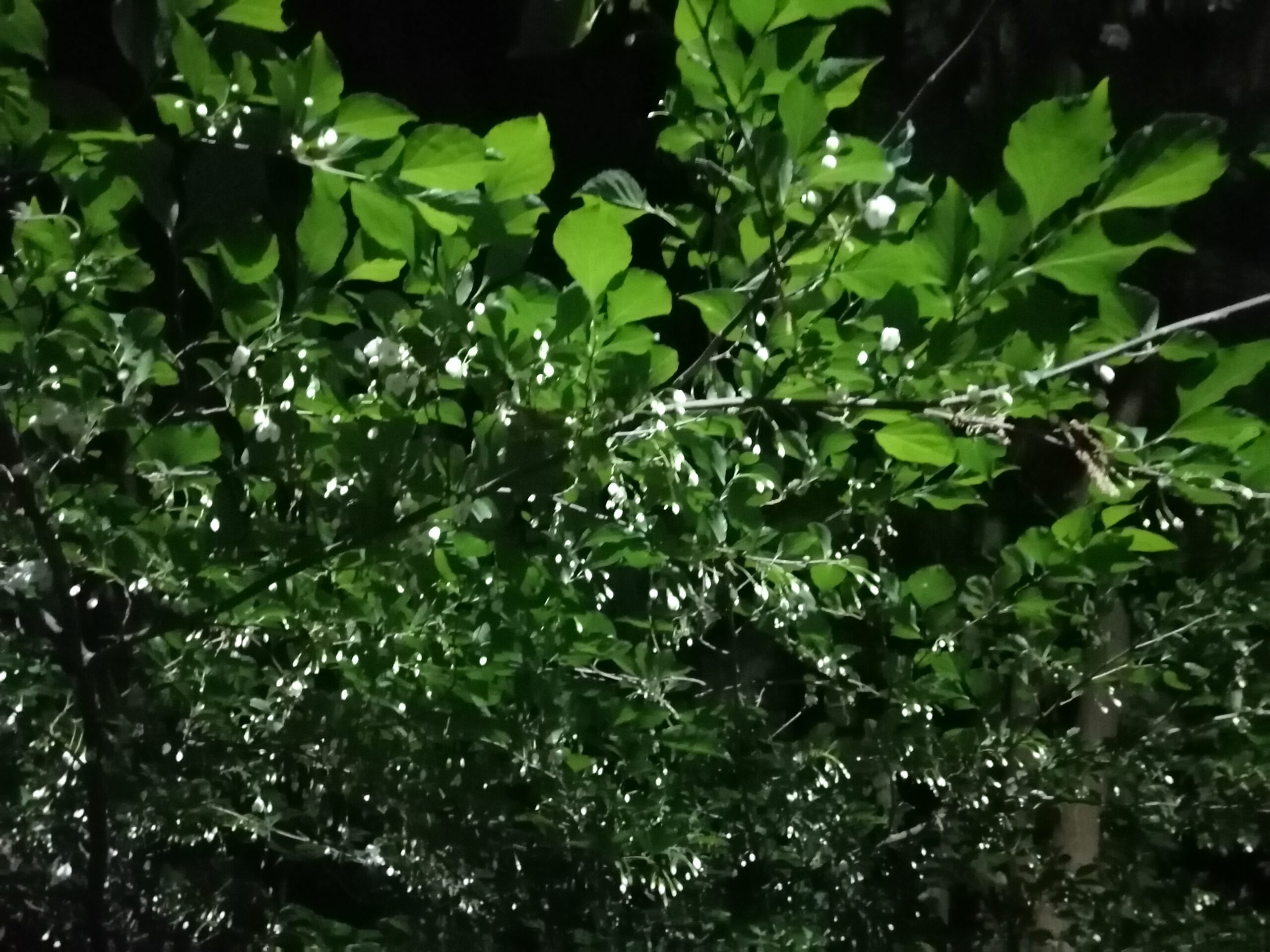 うごの花が満開です。