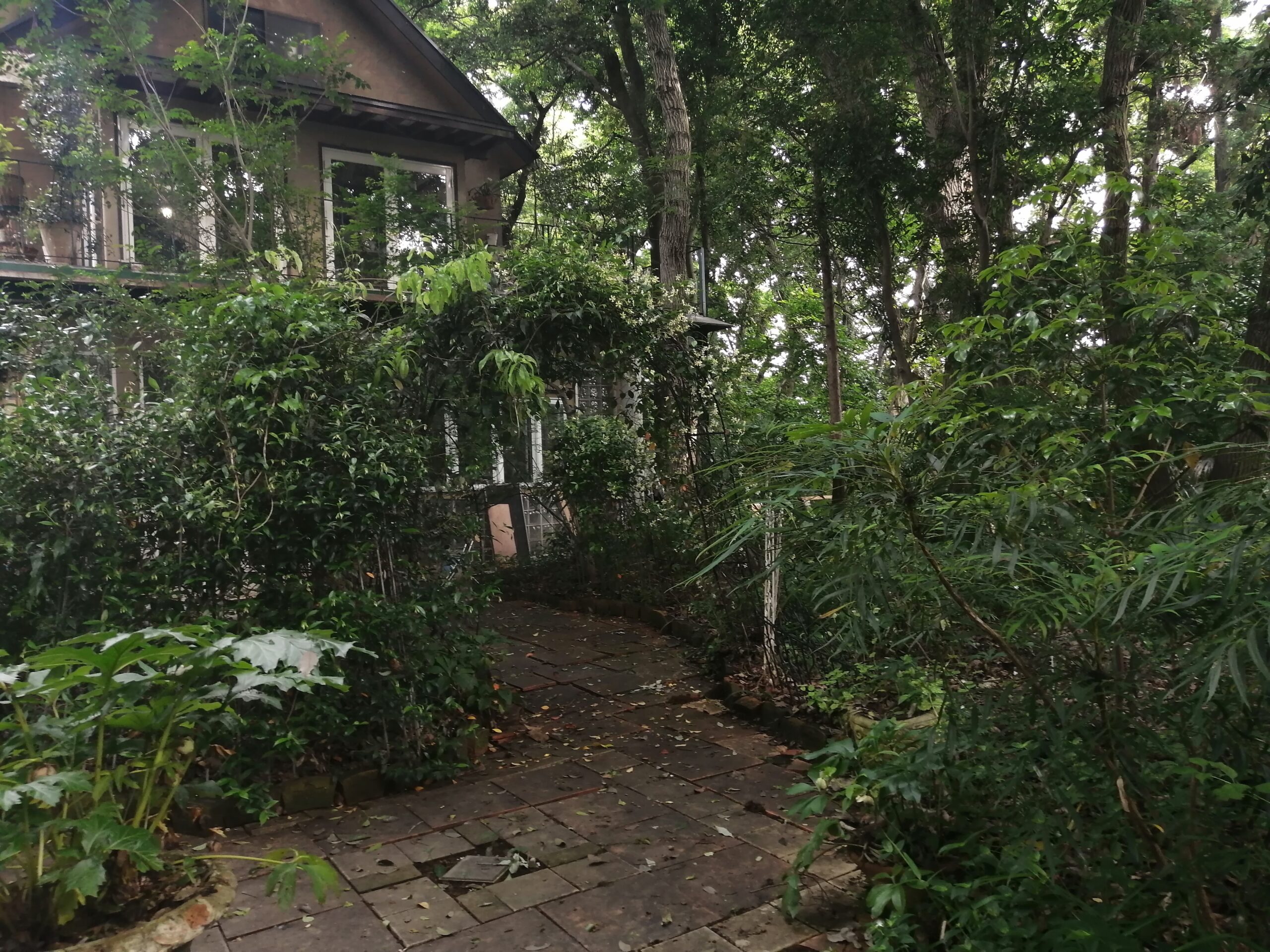 ジャスミンの花のトンネルです。