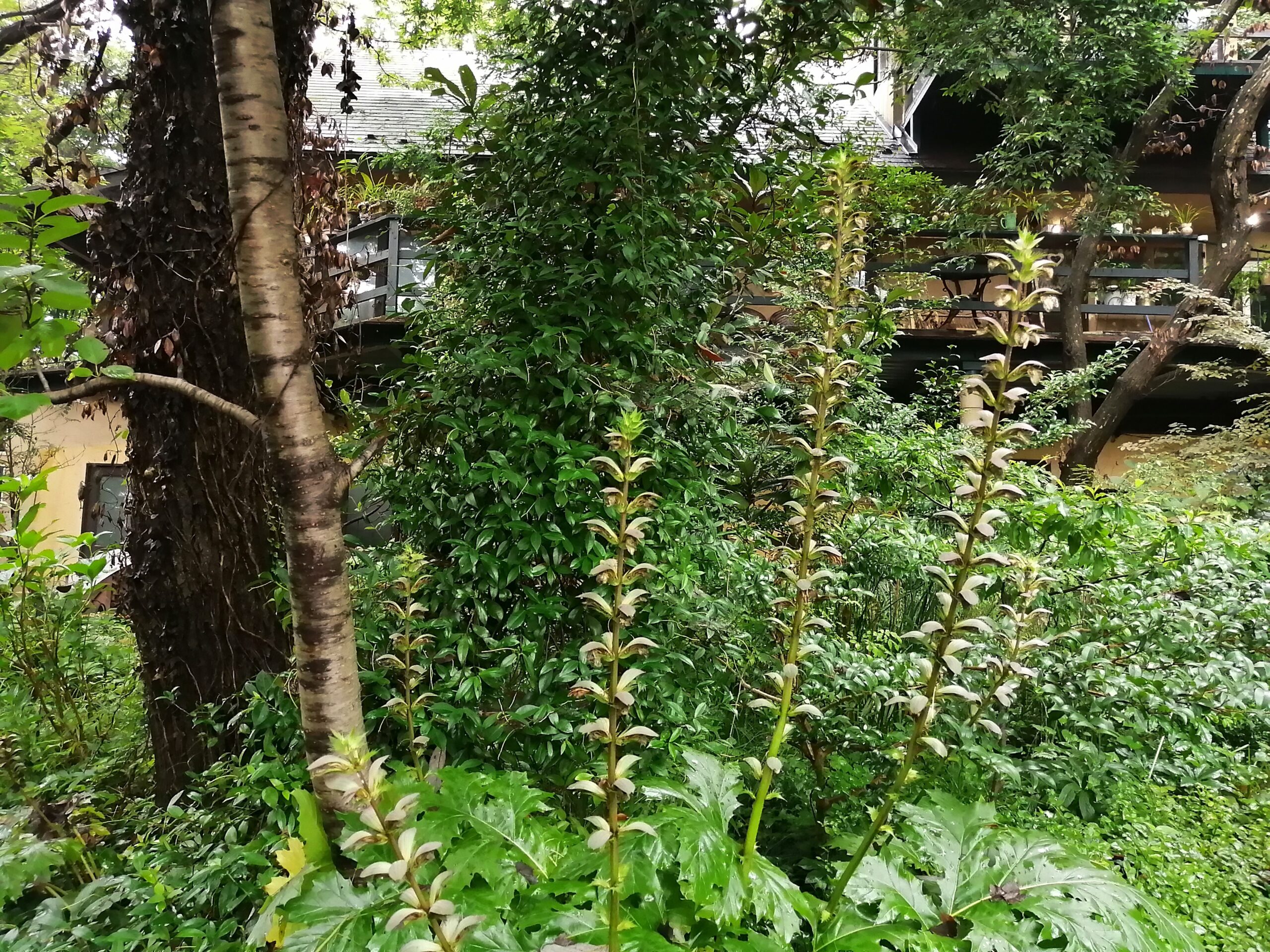 アカンサスの花