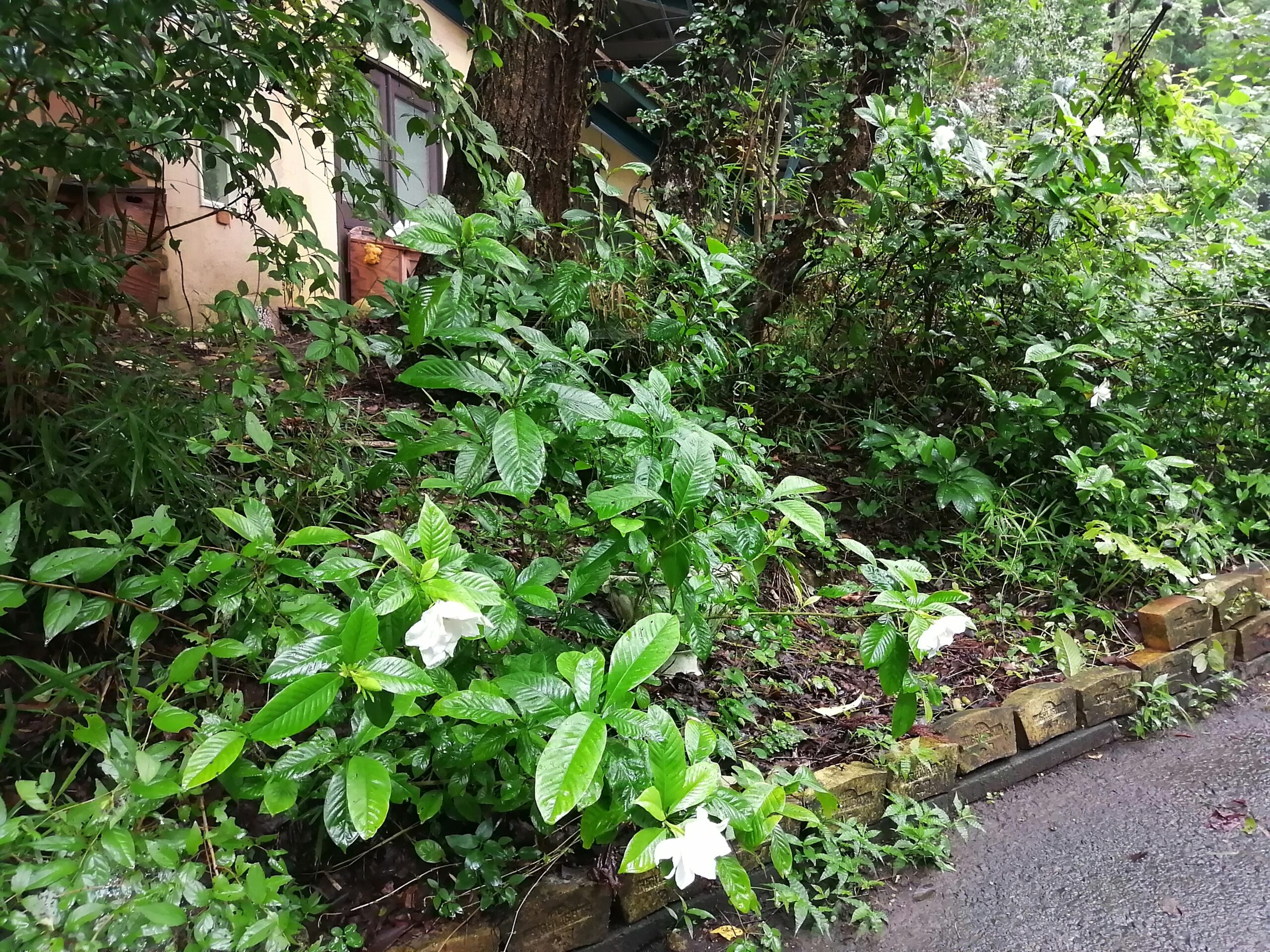 大きなくちなしの香り