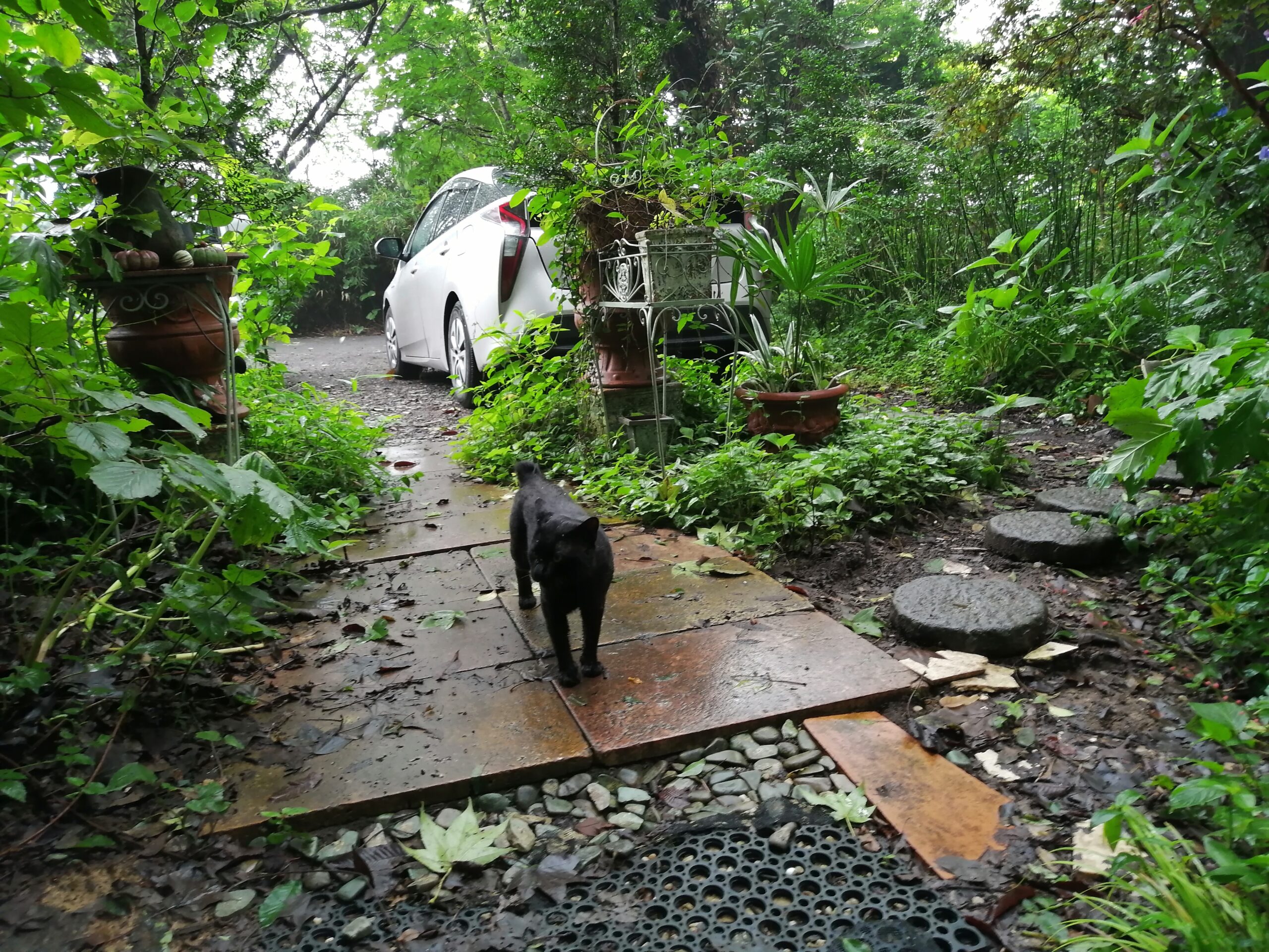 久しぶりの黒猫の訪問