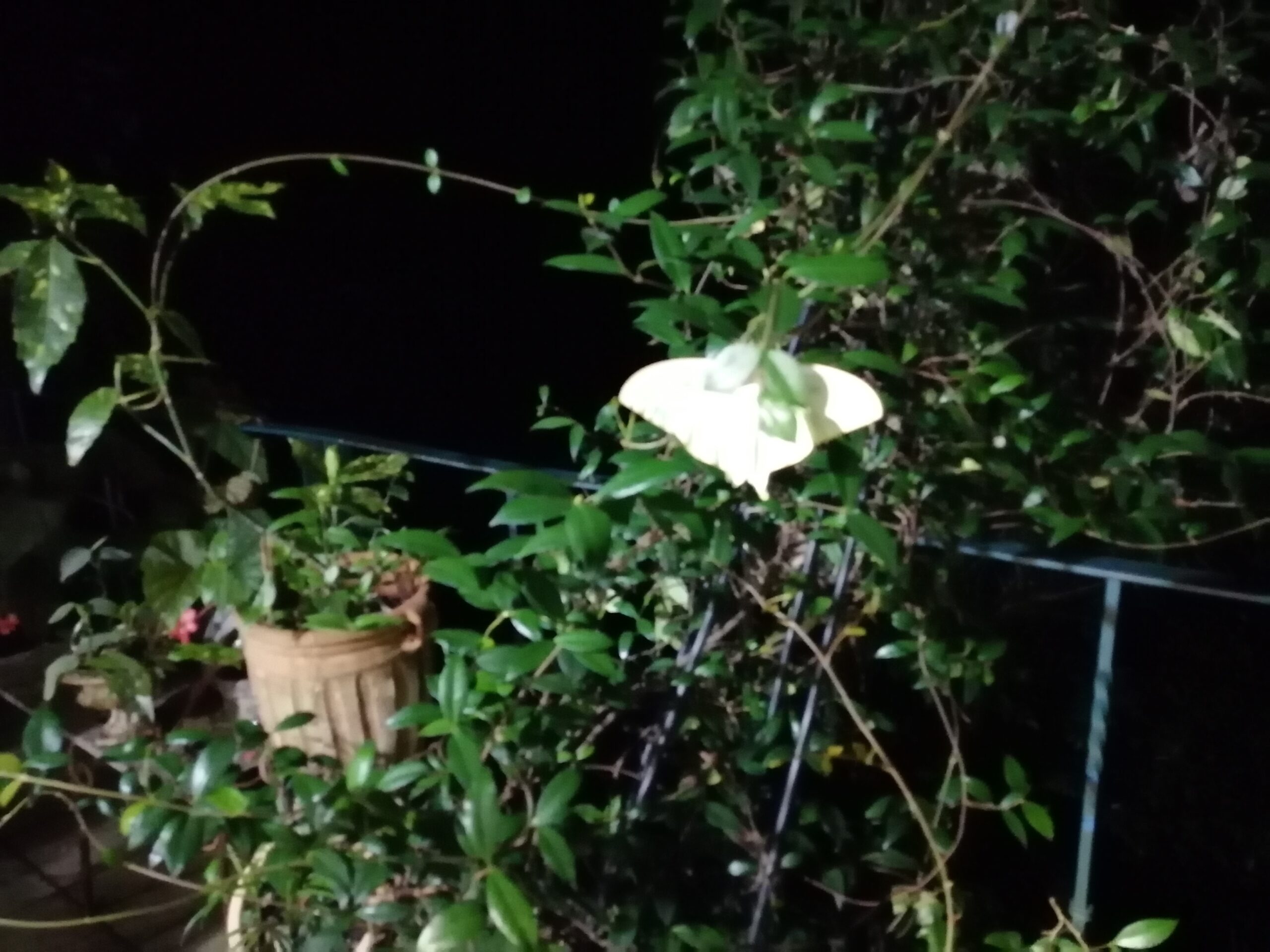 大きな夜の蝶々