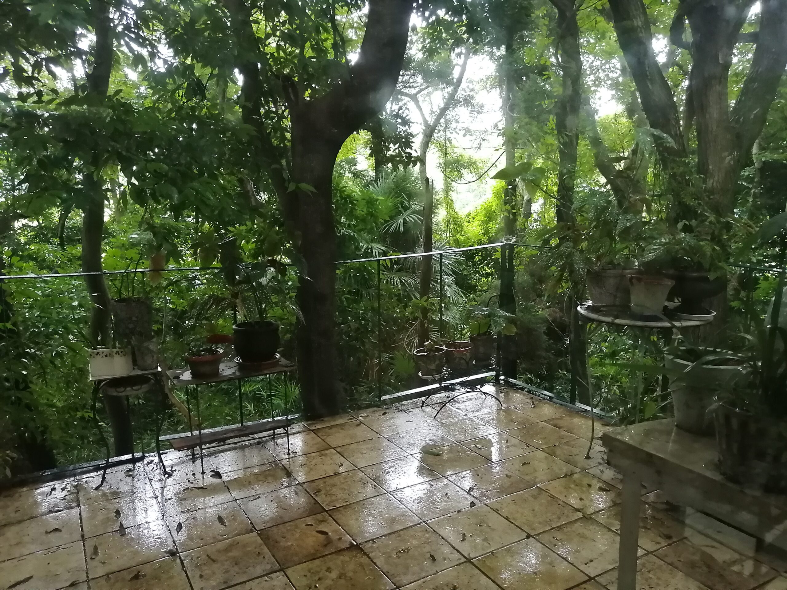 バルコニーに大きな木が迫ってます。