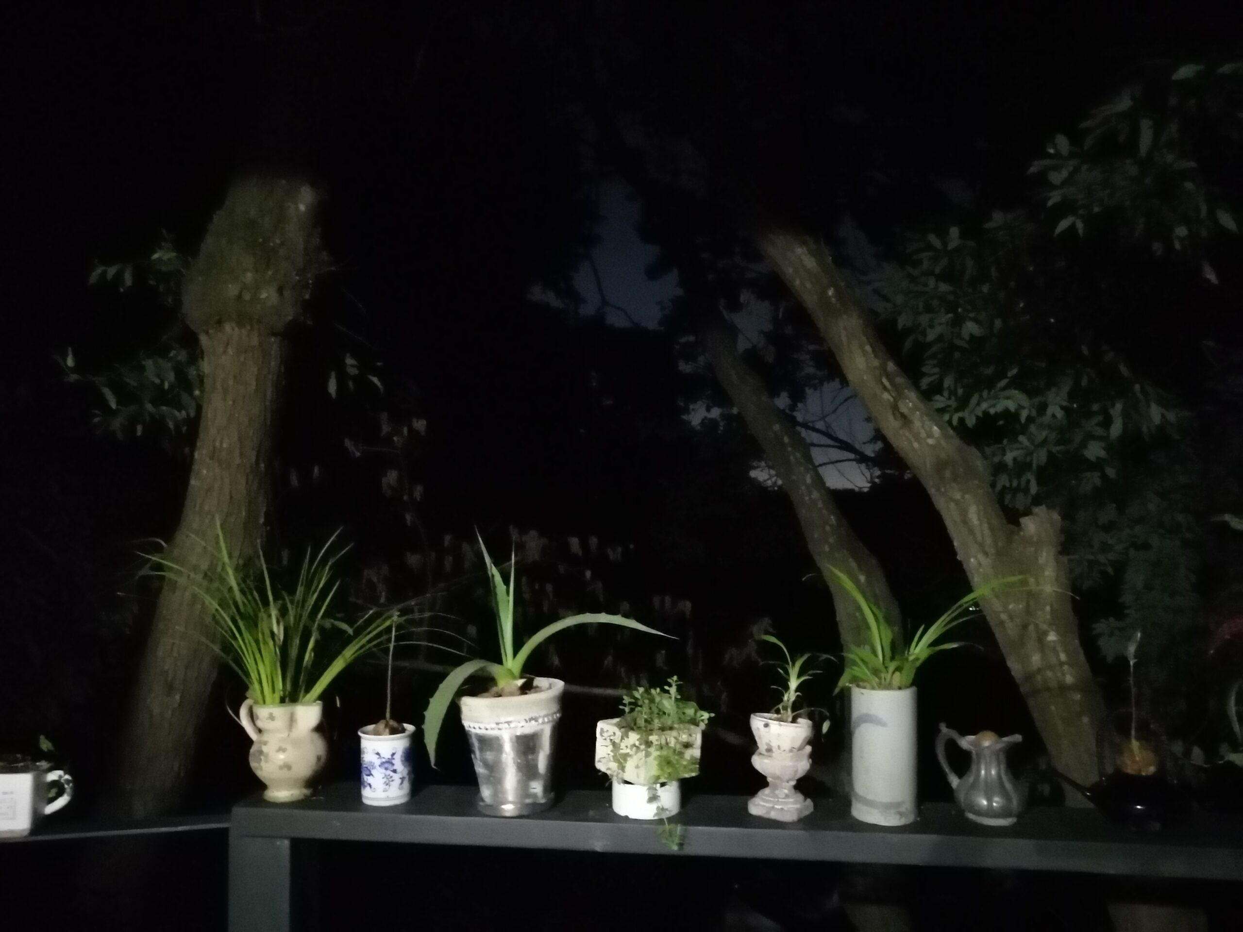 バルコニーの植物たち