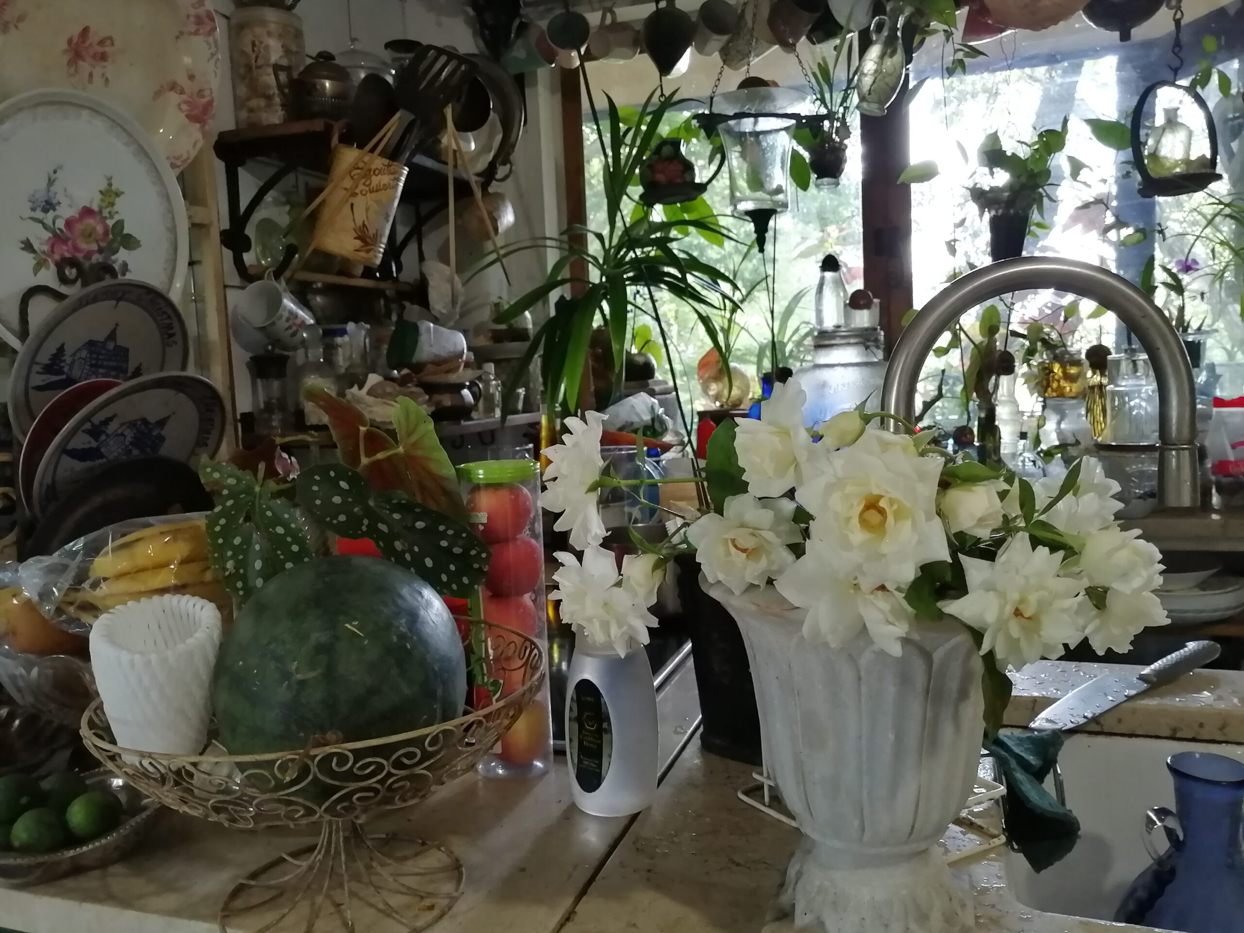 スアジオの庭で栽培したバラ