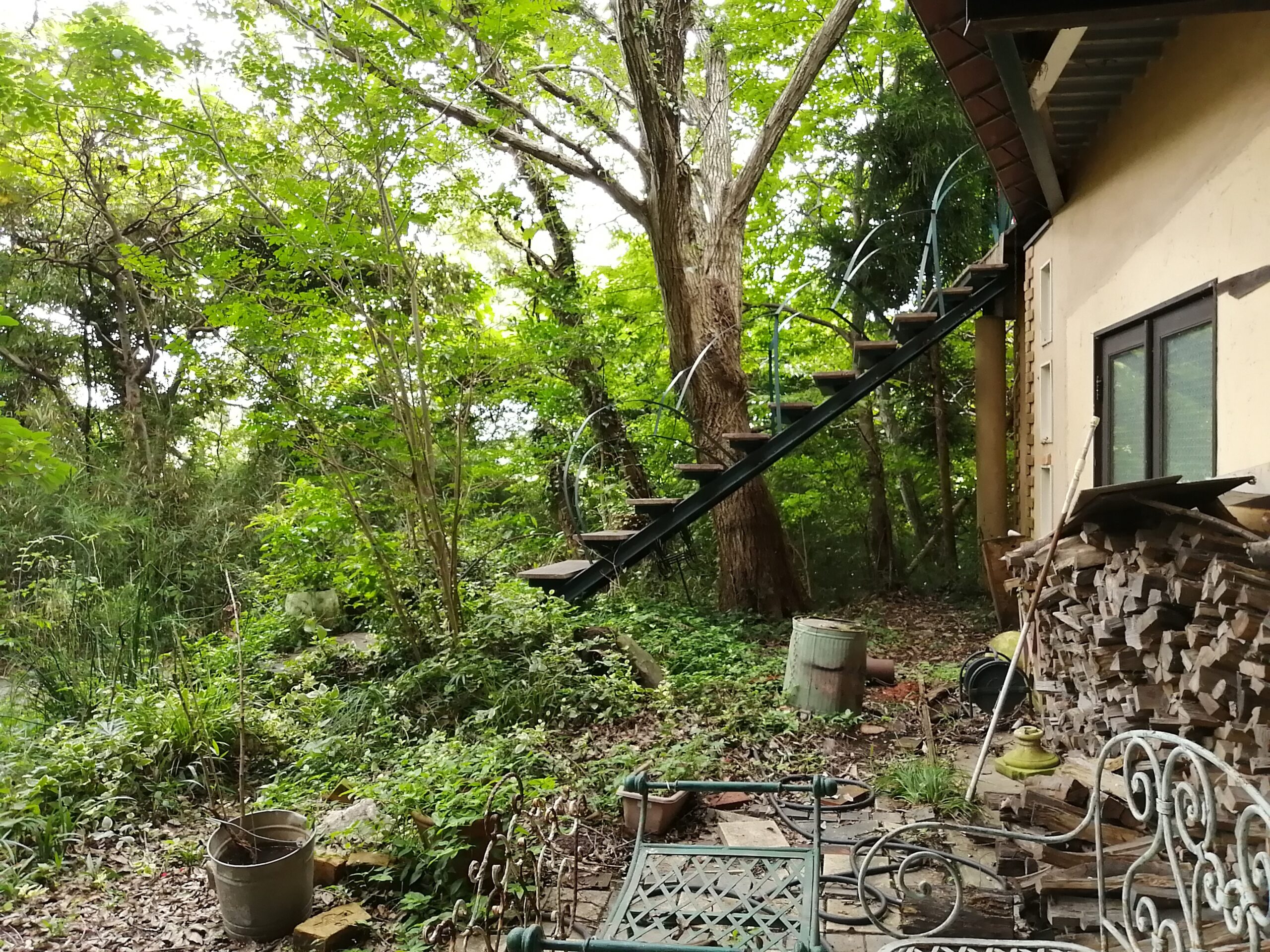 樹木に溶け込んだ階段