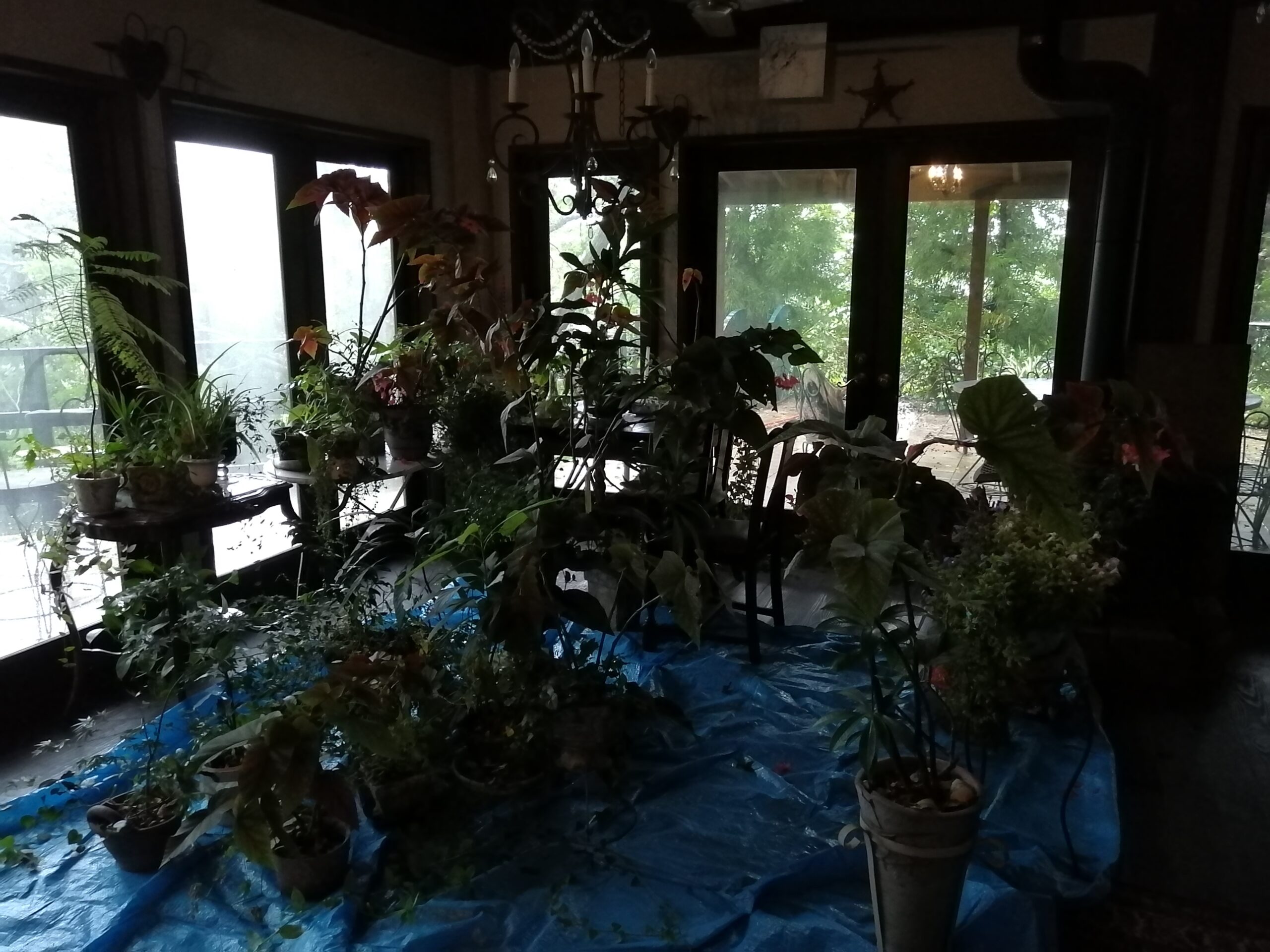 バルコニーから植物も避難