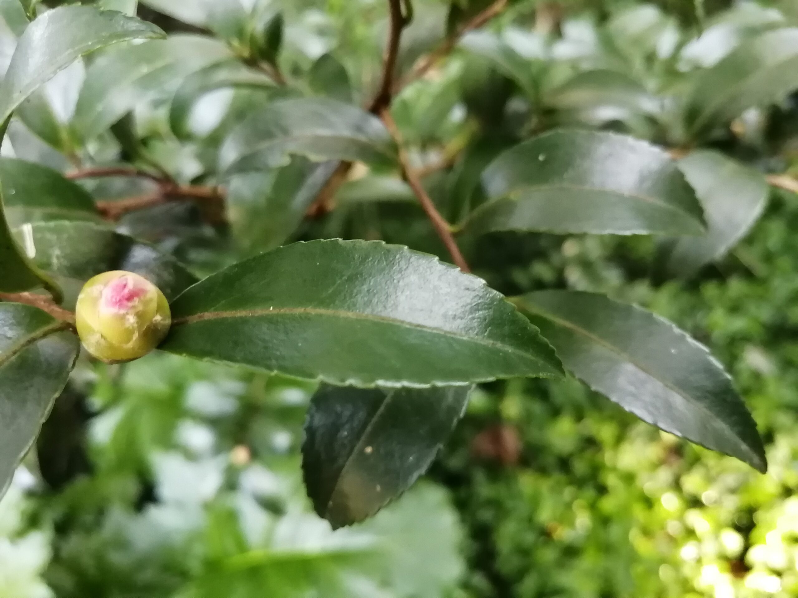 バラのようなさざんか