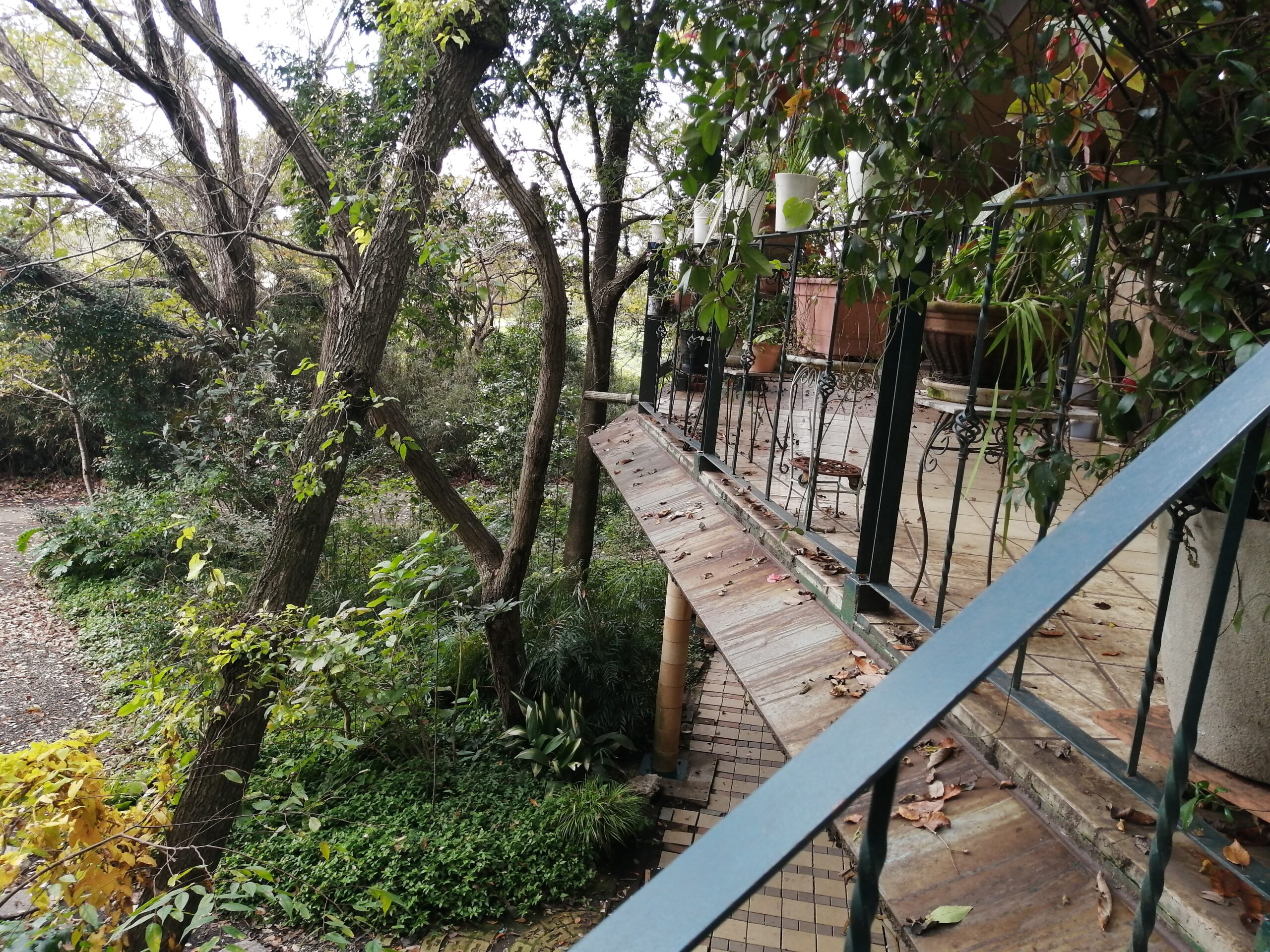 バルコニーの間近に大木