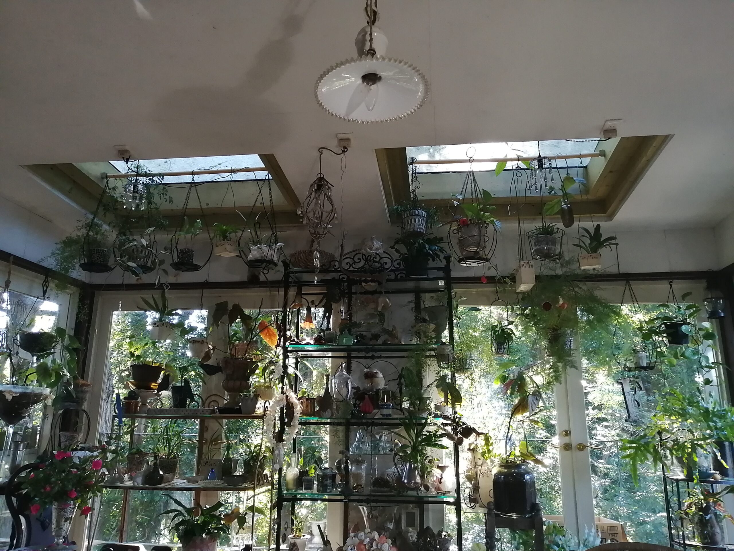 天井から木漏れ日