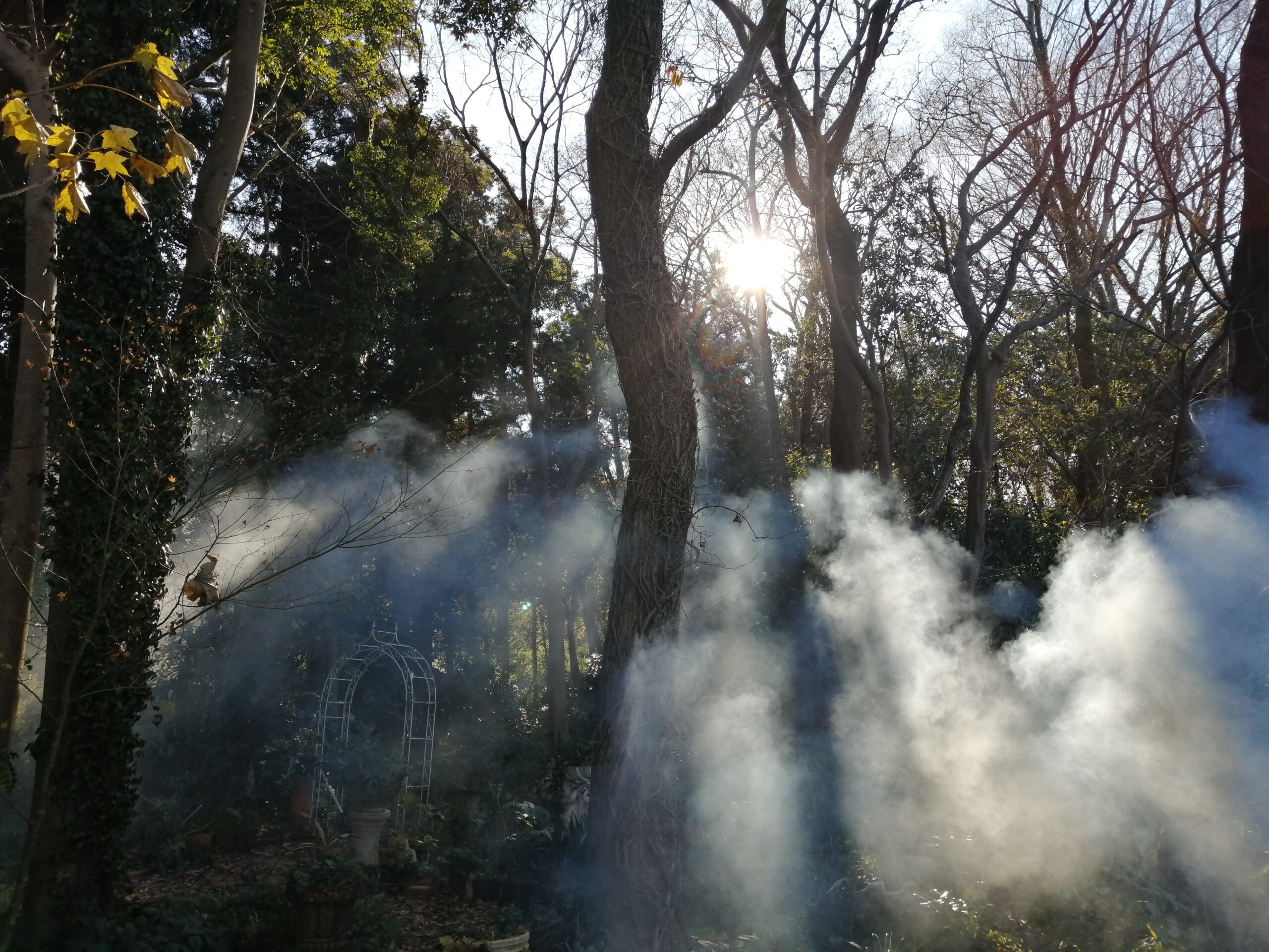 幻想的な森です。