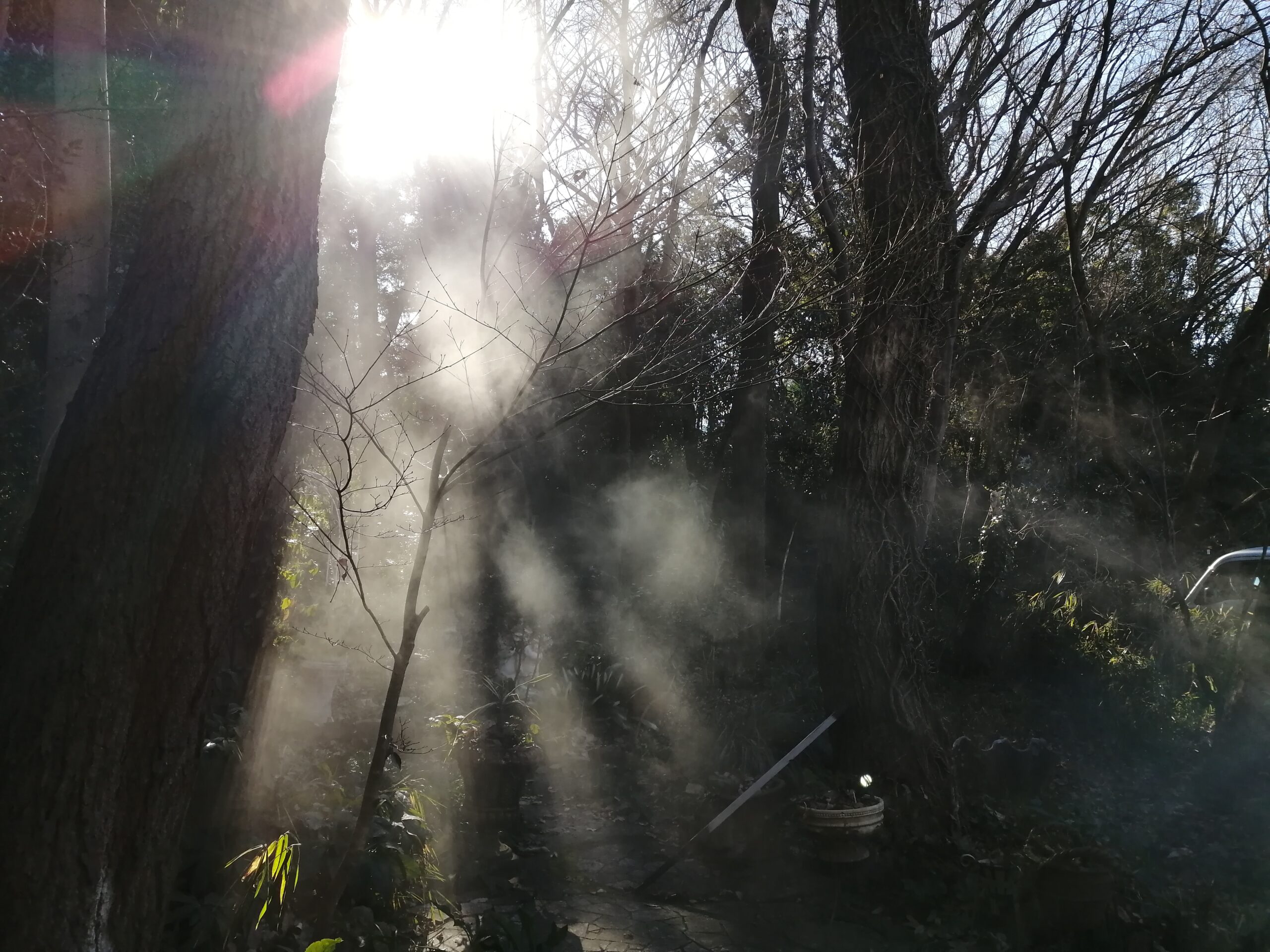 幻想的な森の中のハウススタジオ