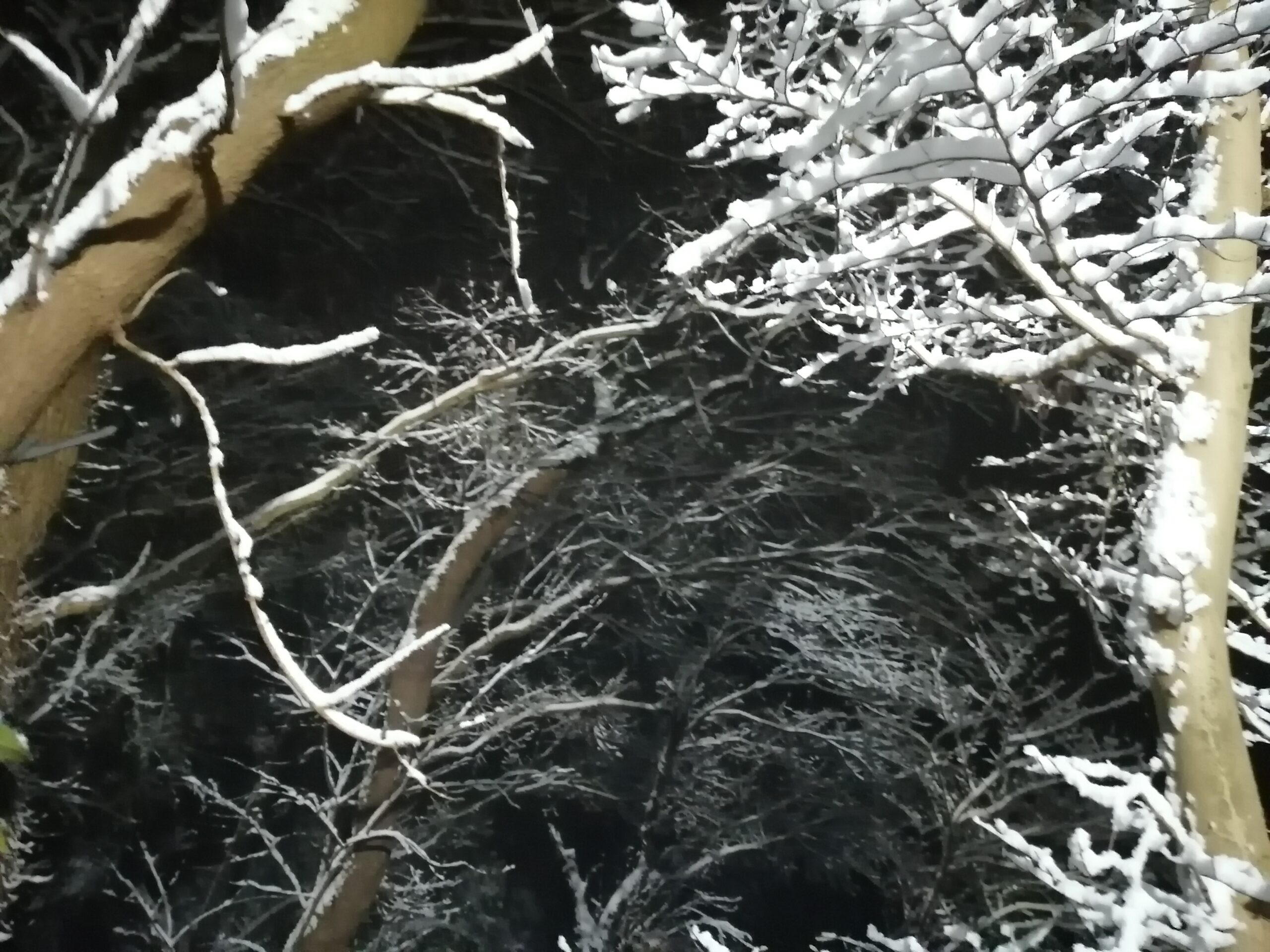 雪景色