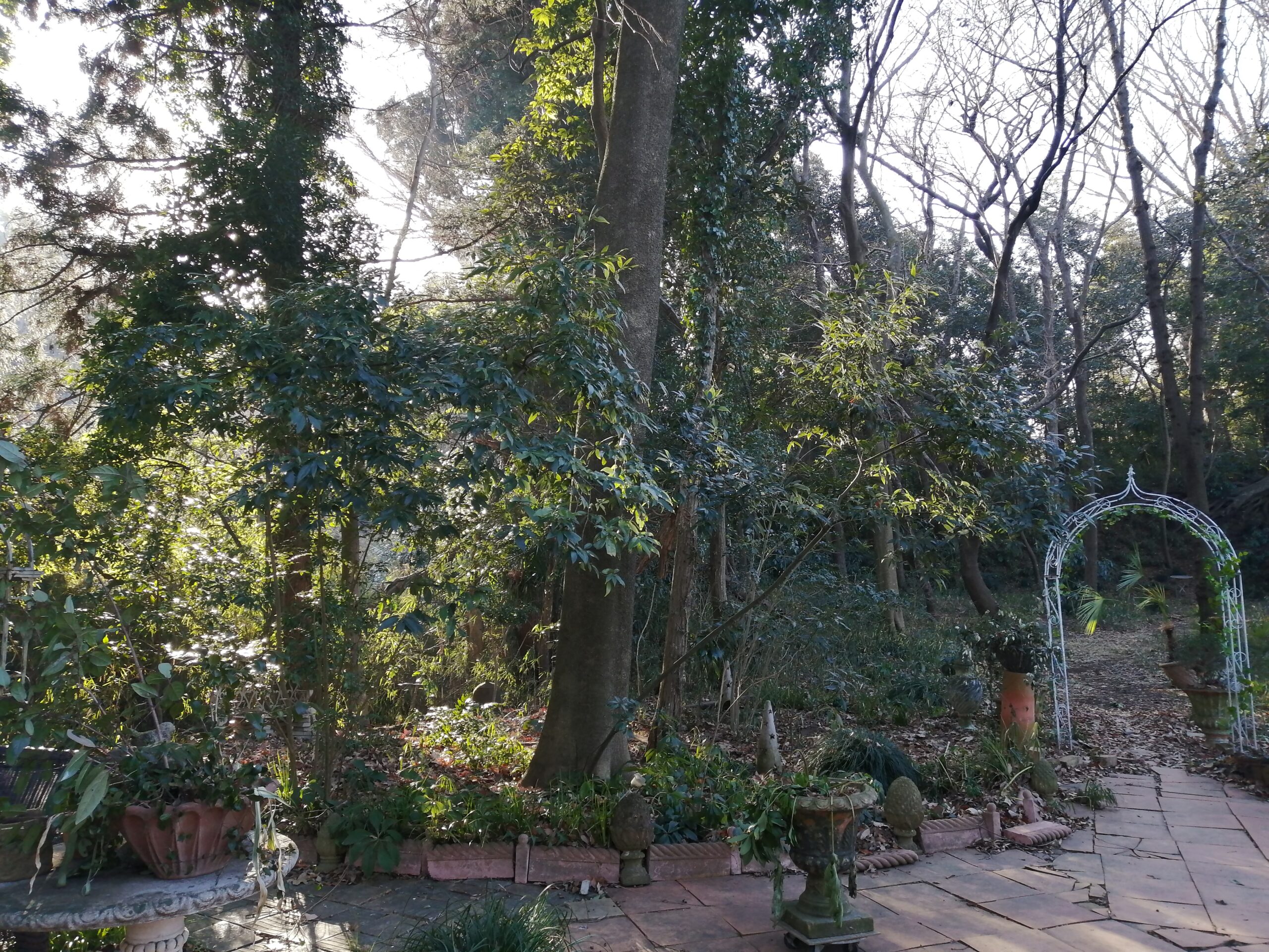 真冬のフレンチガーデンは緑です。