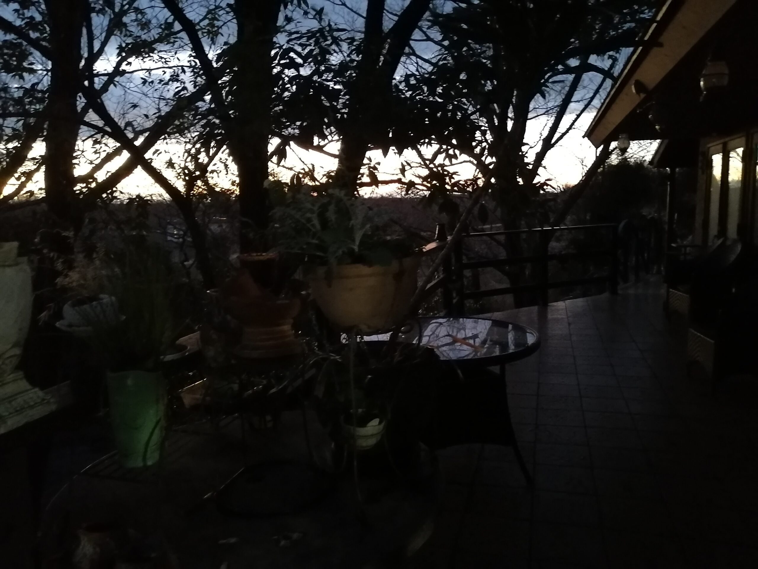 トワイライトの森