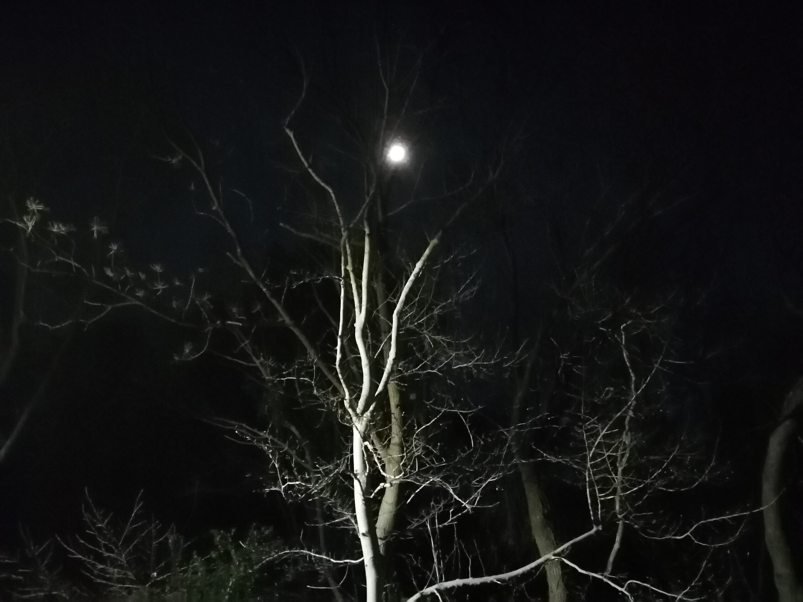 ガーデンの夜