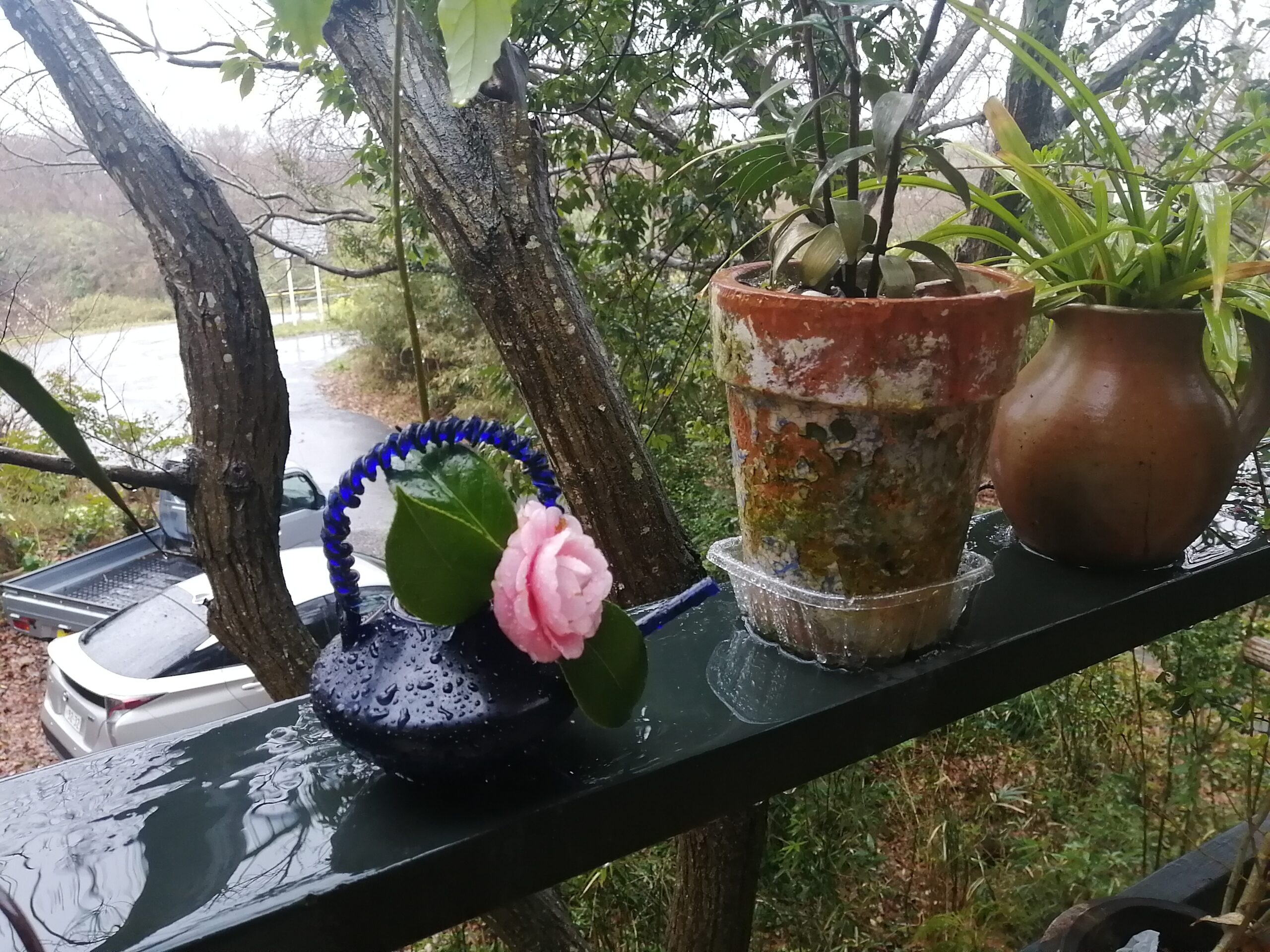 ハウススタジオの椿