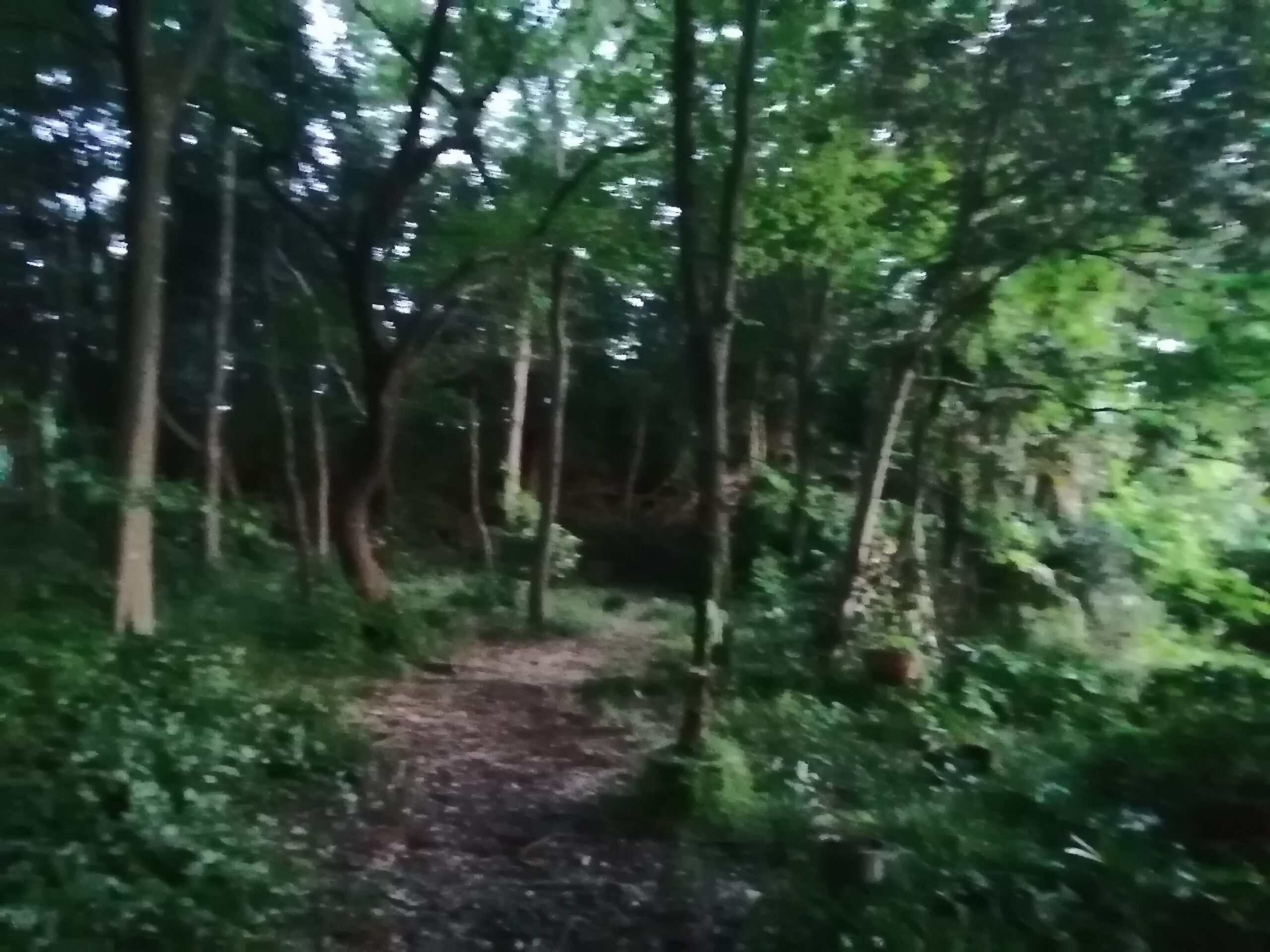 ハウススタジオの森