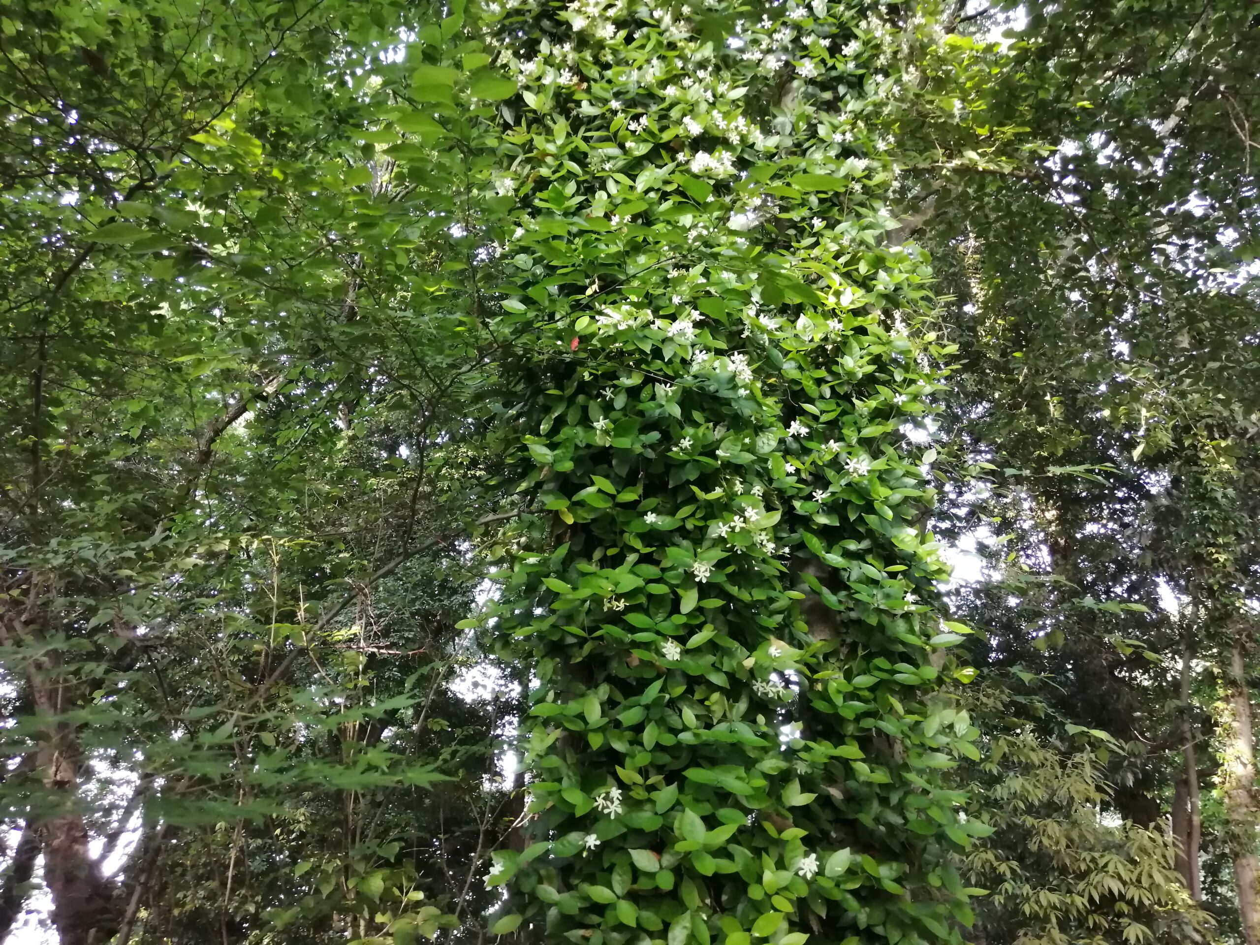 ジャスミンの大木