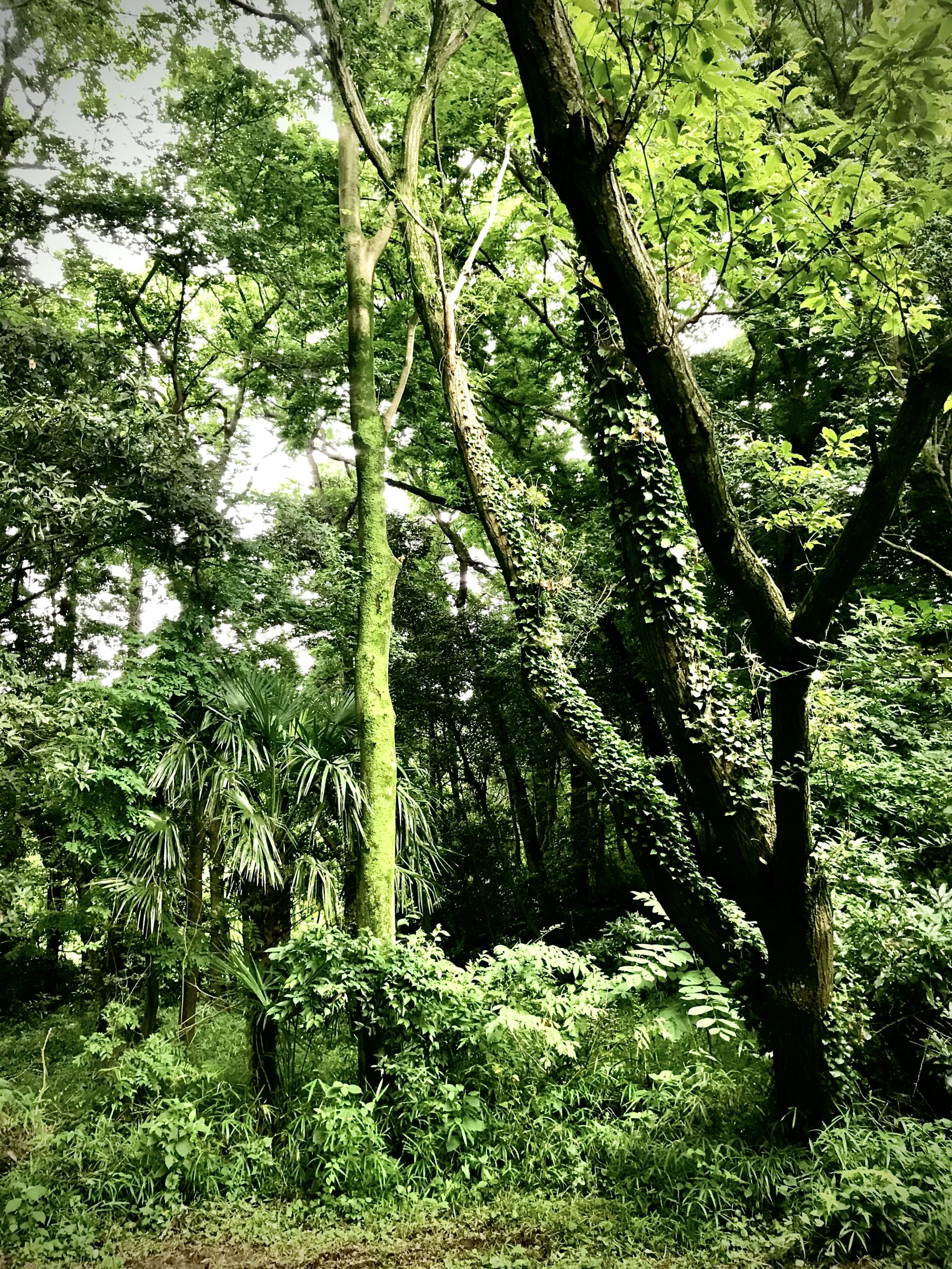 スタジオの森の奥深く、緑の幹を見つけました。
