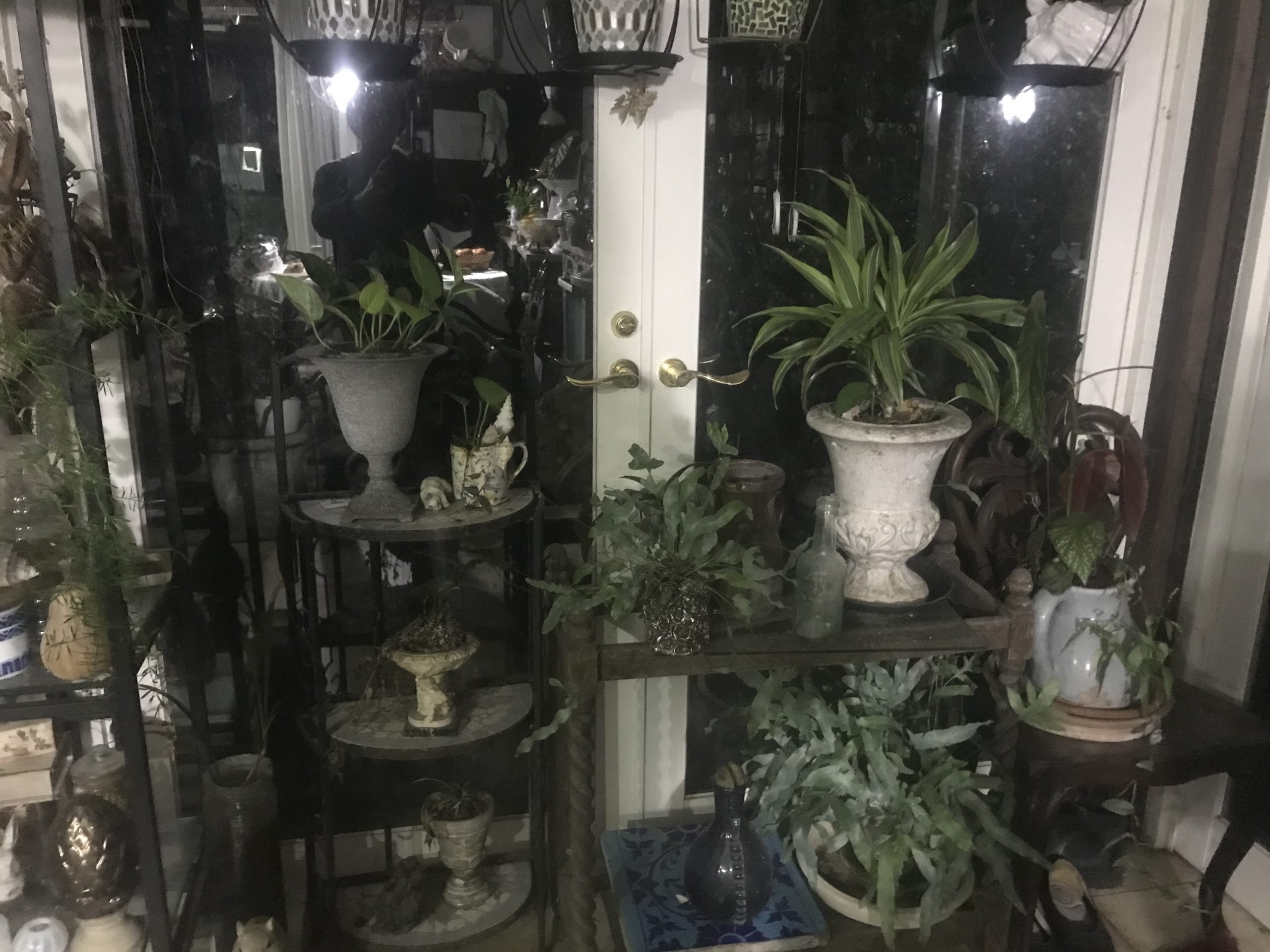 夜のスタジオの植物たち