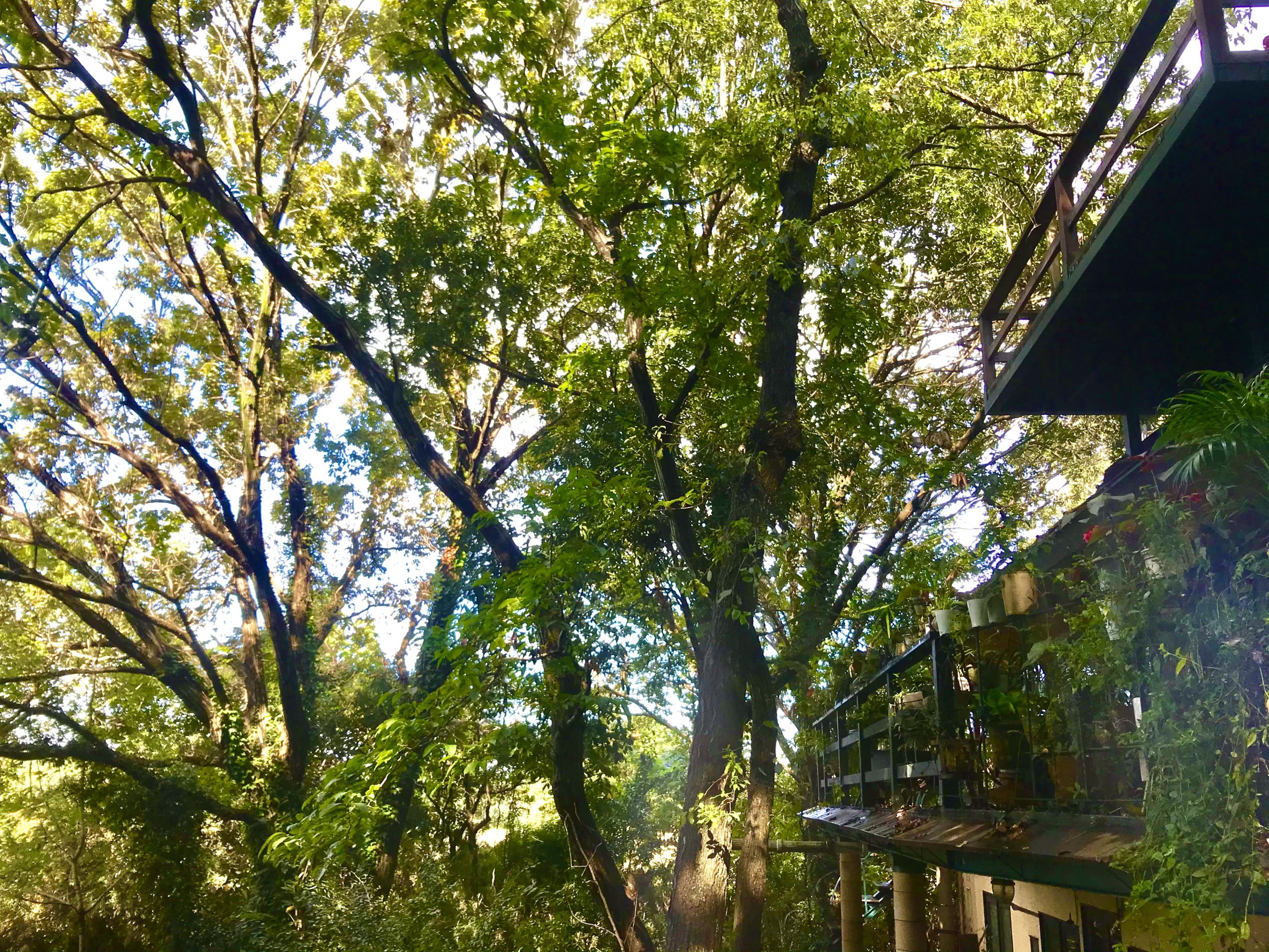 大きな木の中にスタジオがあります。