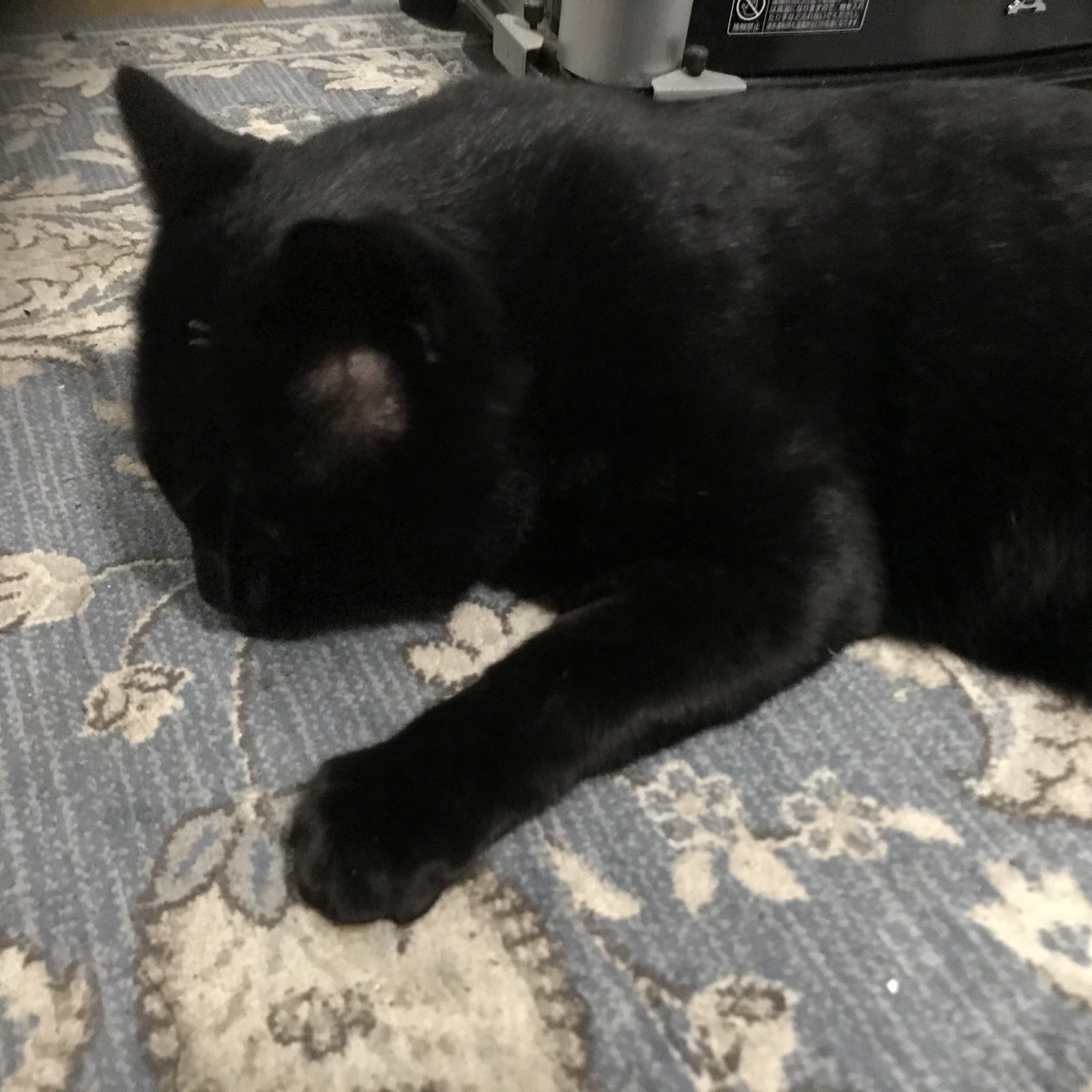 黒猫がスタジオで憩いでます。