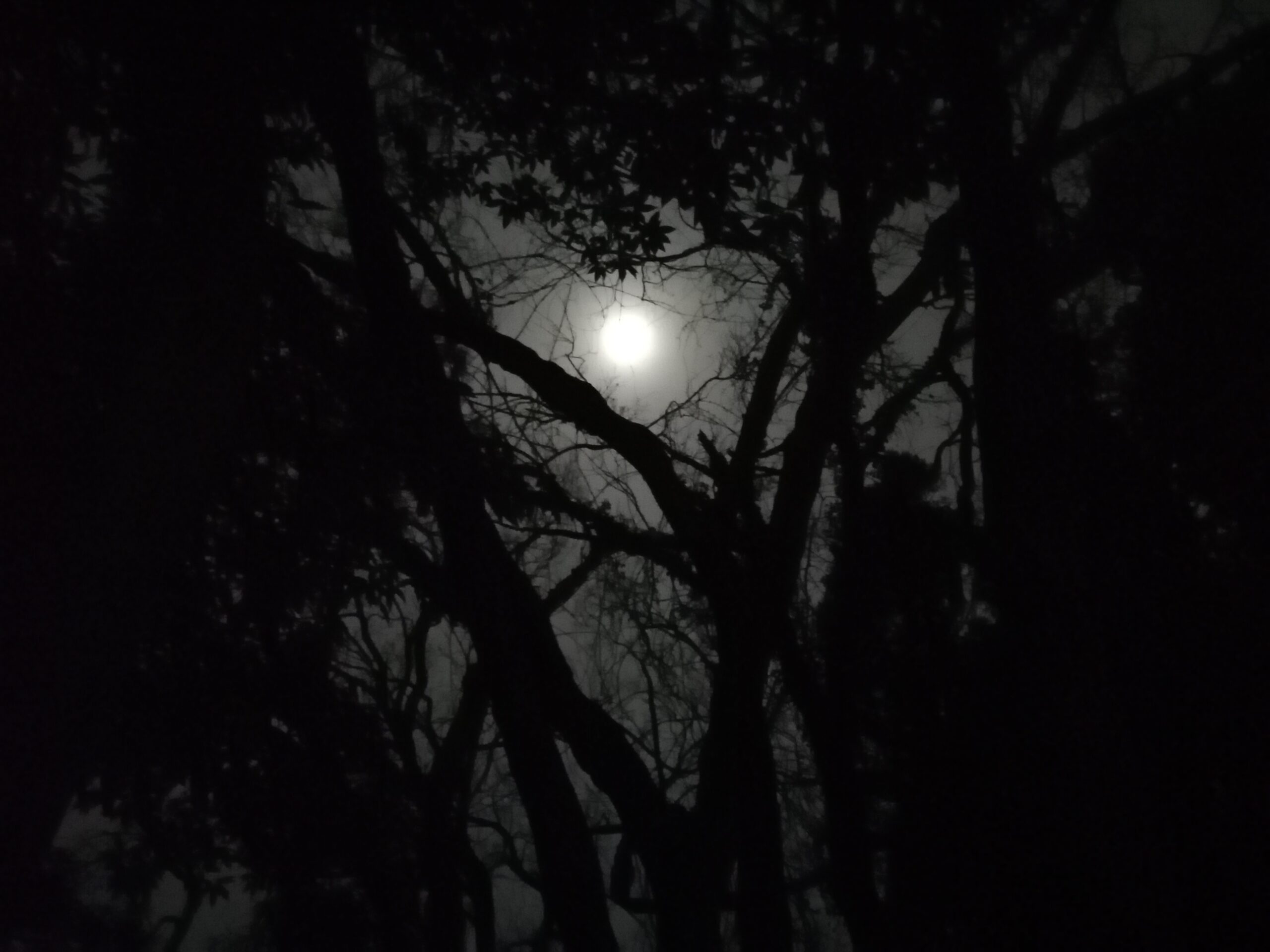 森のスタジオから見える月です。
