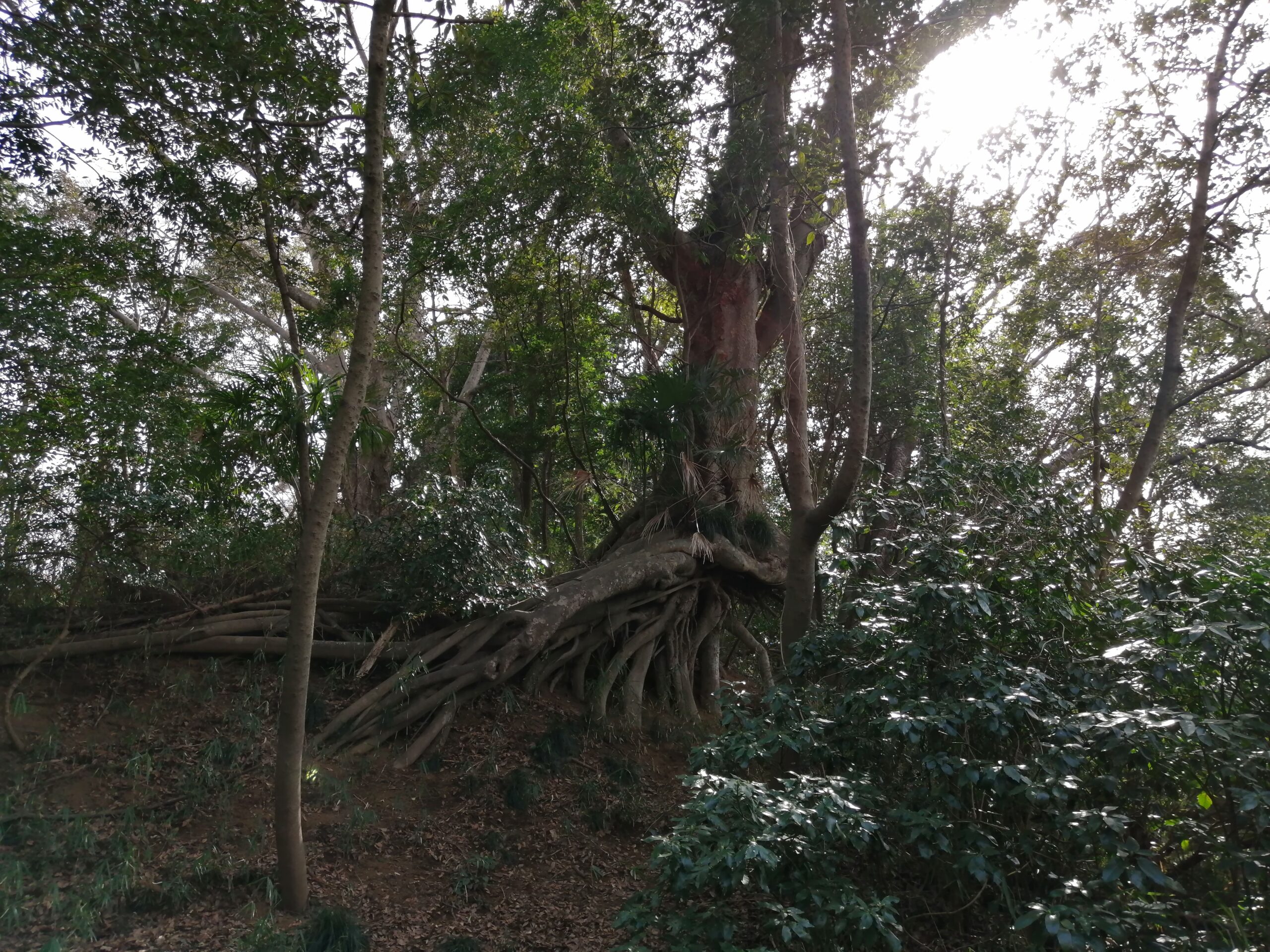 スタジオの森の中のガーデンの大きなあすなろの木です。