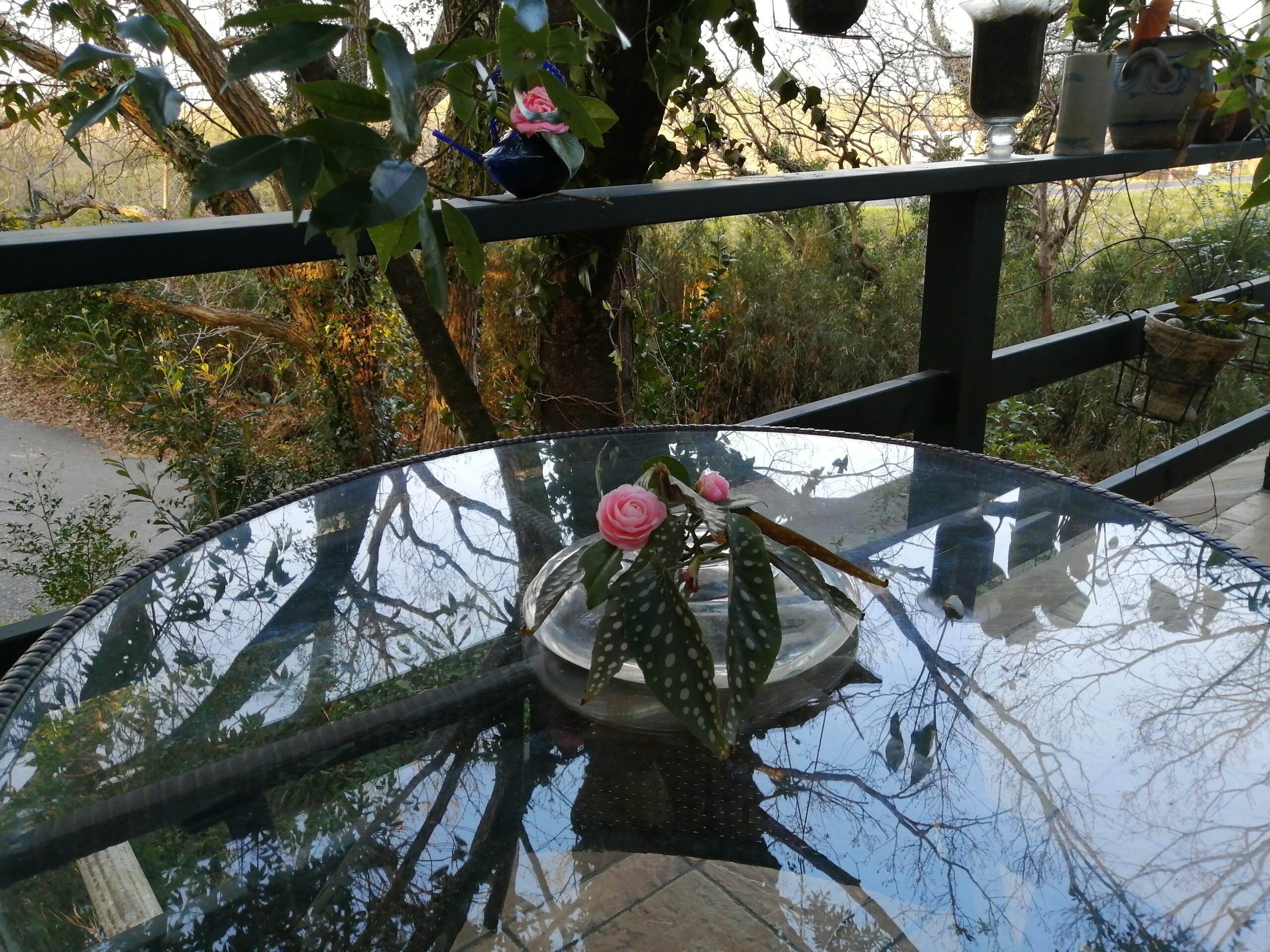 椿をバルコニーのテーブルに置いてみました。