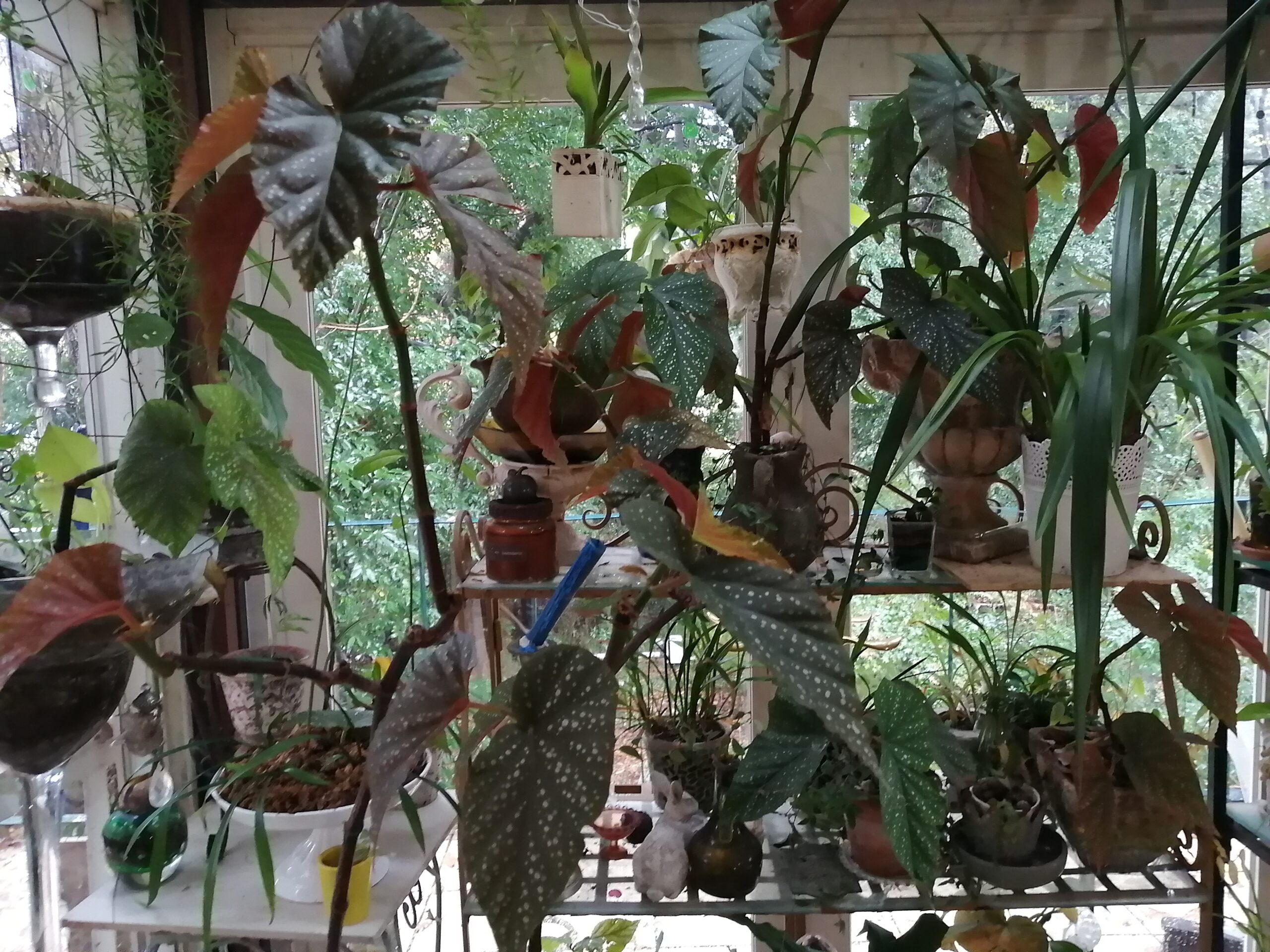 植物いっぱいのハウススタジオ