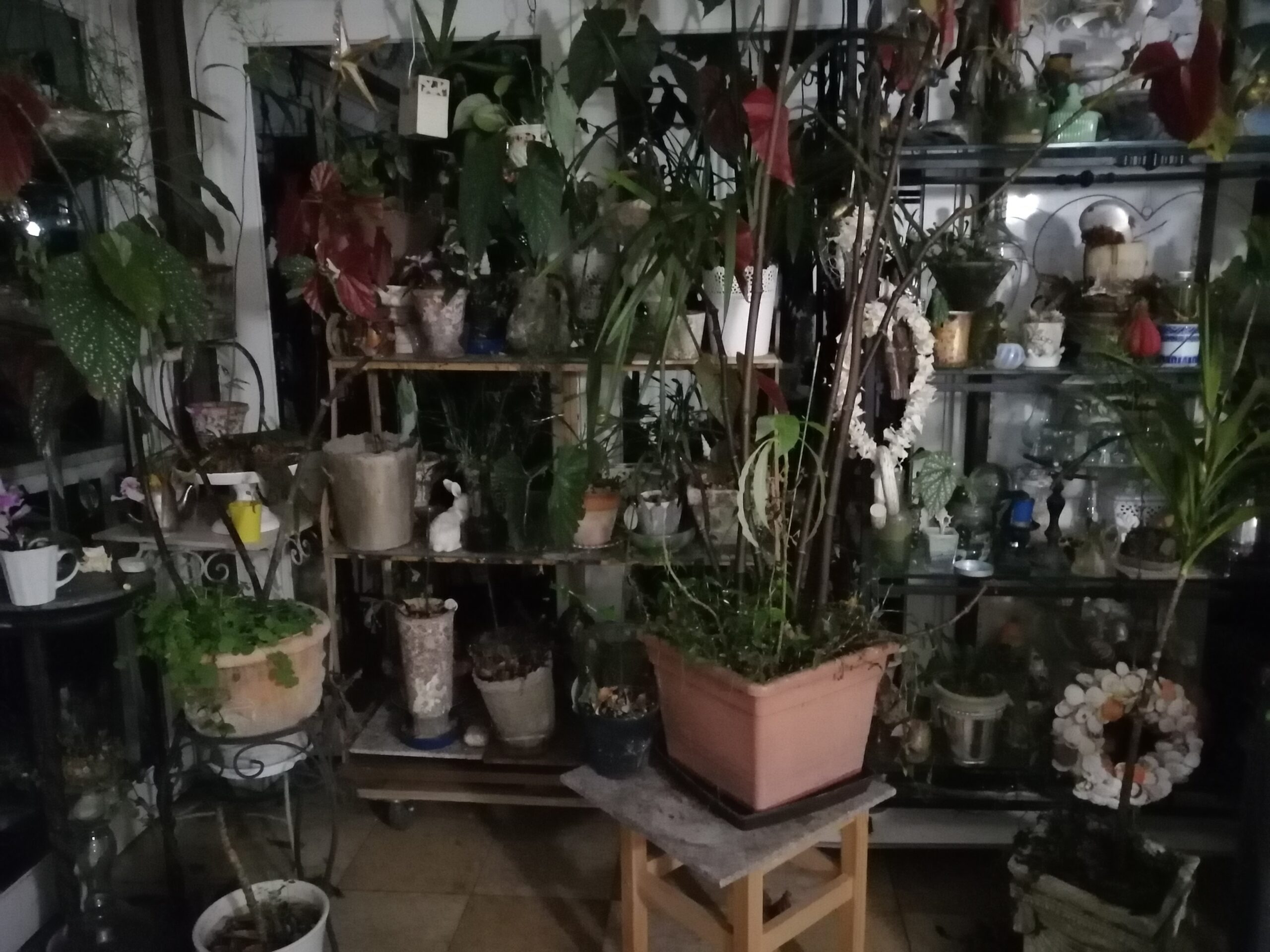 ハウススタジオの植物