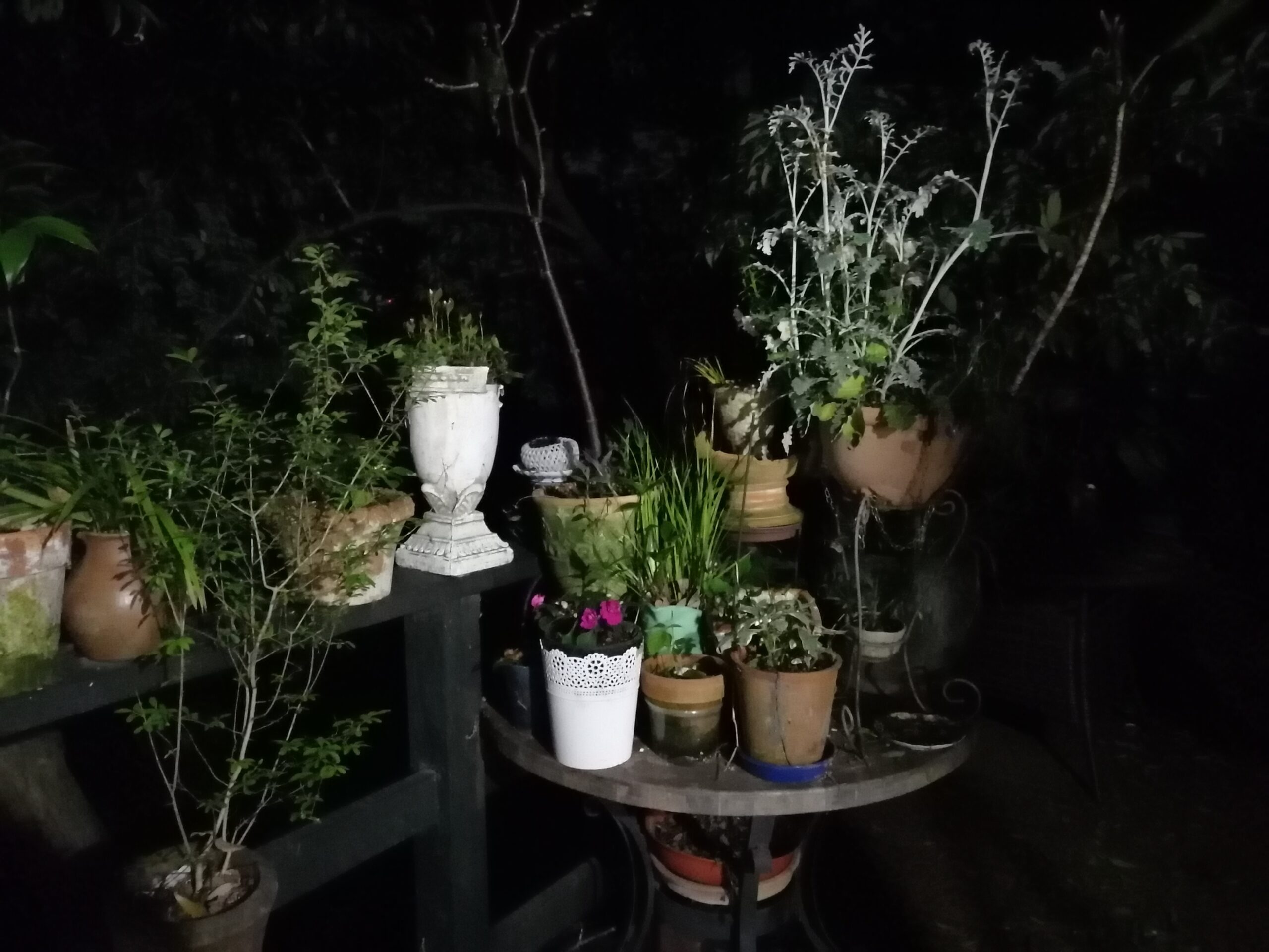 夜の植物たち